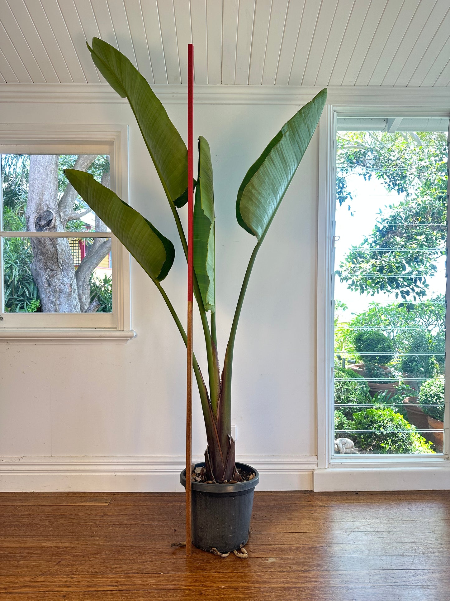 Giant Bird of Paradise / Strelitzia nicolai / Ø30cm / 1.9m h / "Ian"