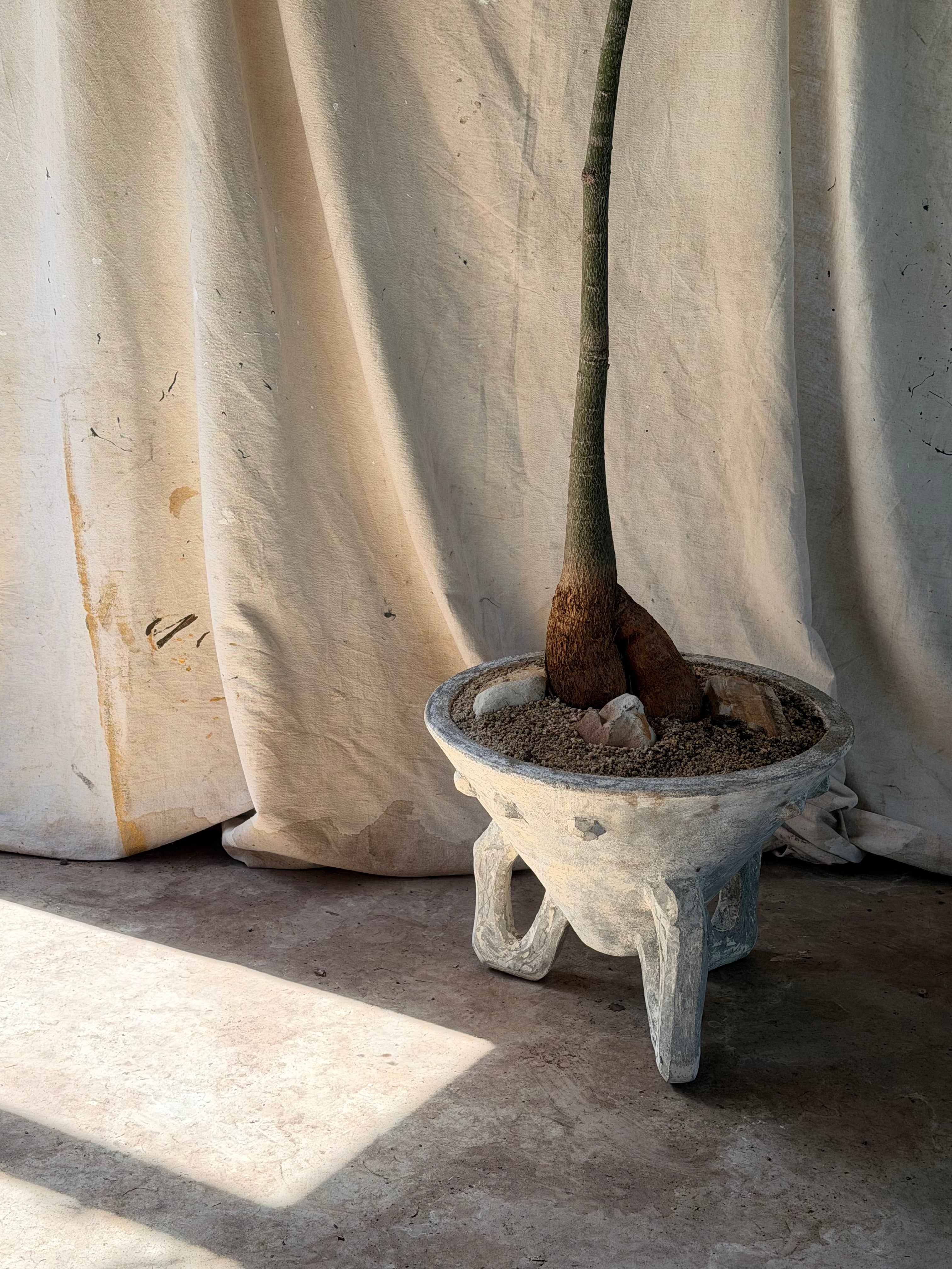 Queensland Bottle Tree (Brachychiton rupestris) in Tripod Sputnik Planter w Raised Motif, circa 1960s