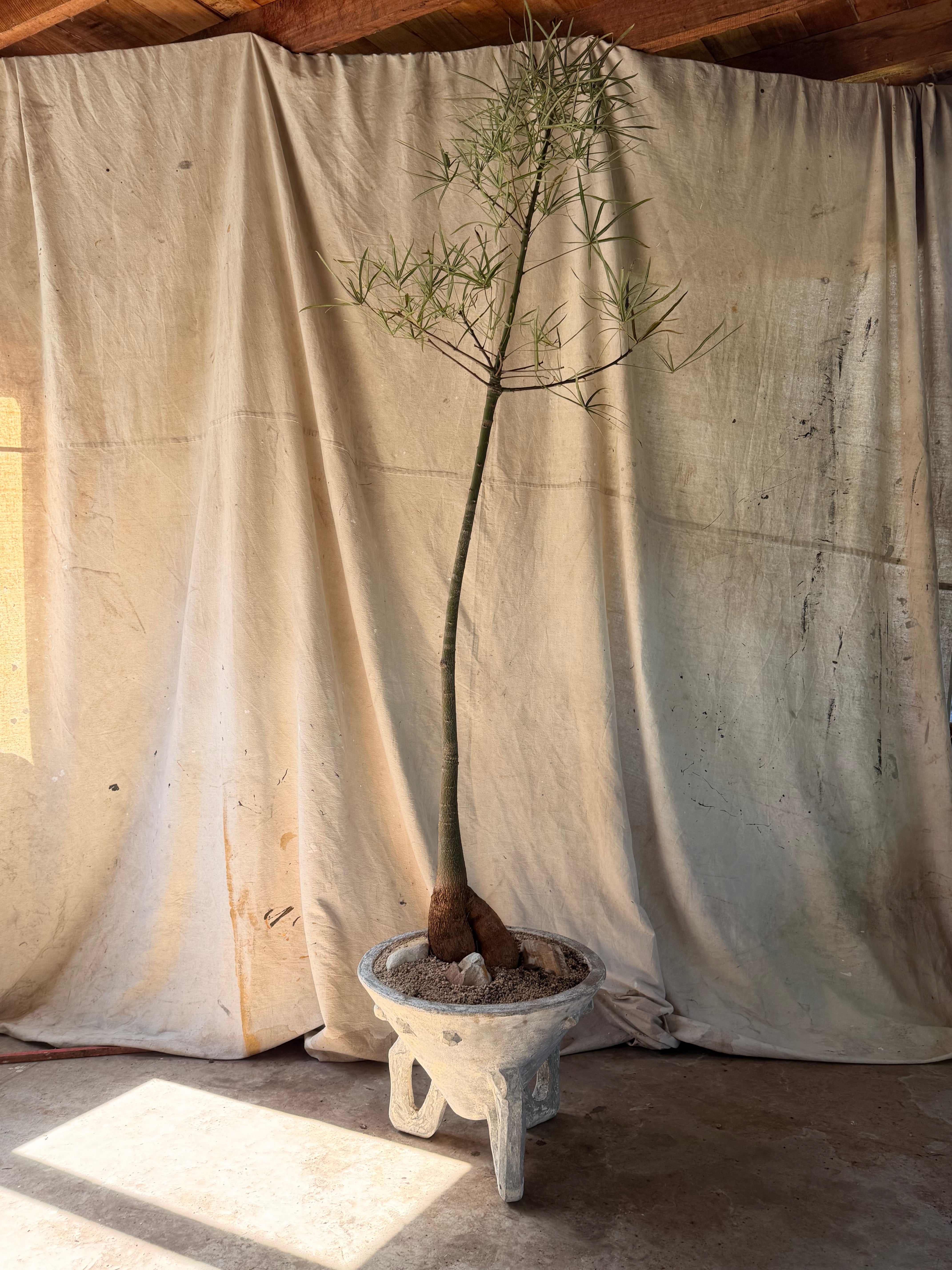 Queensland Bottle Tree (Brachychiton rupestris) in Tripod Sputnik Planter w Raised Motif, circa 1960s