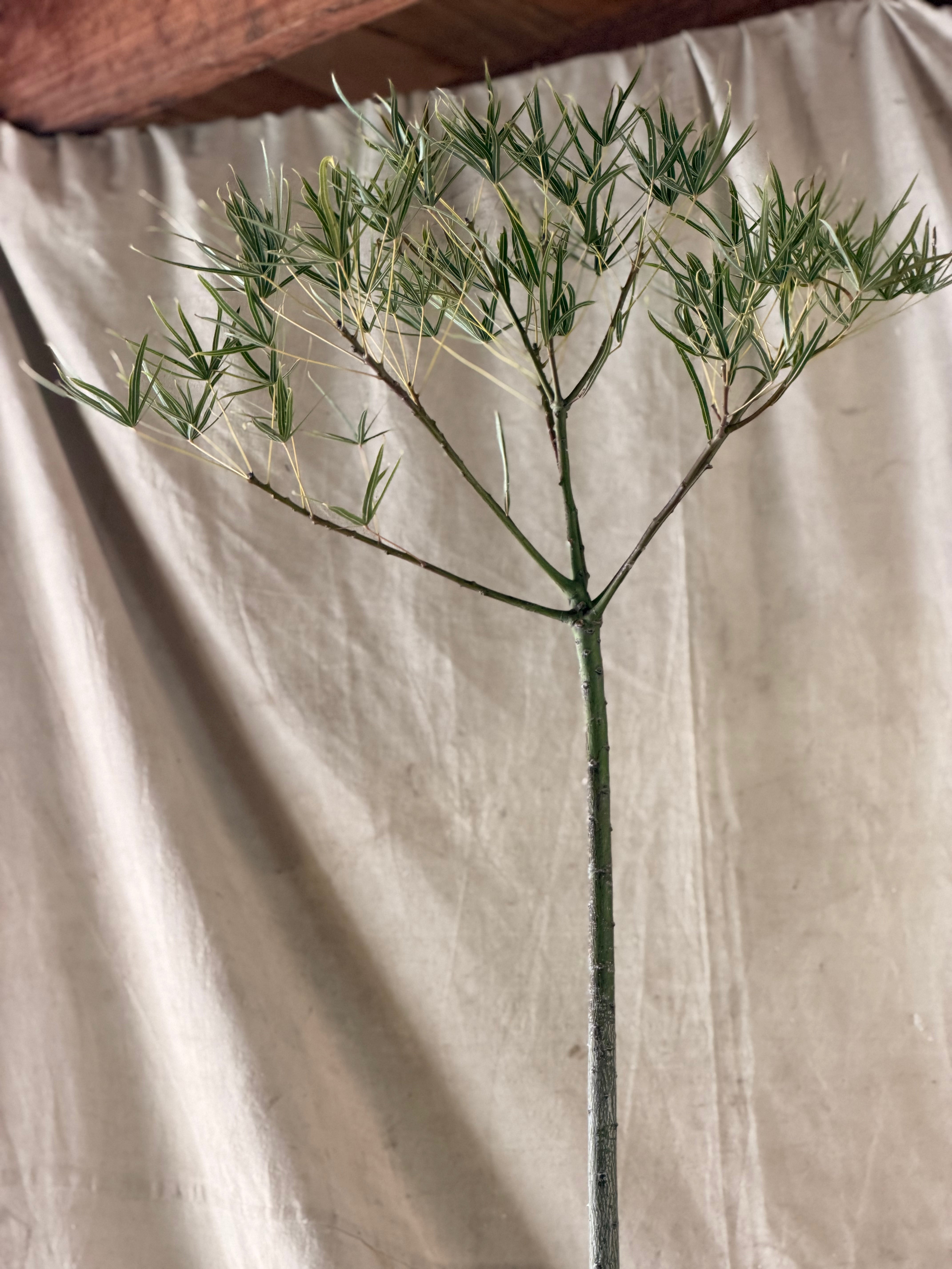 Queensland Bottle Tree (Brachychiton rupestris) in Tripod Sputnik Planter w Blue Relief, circa 1960s