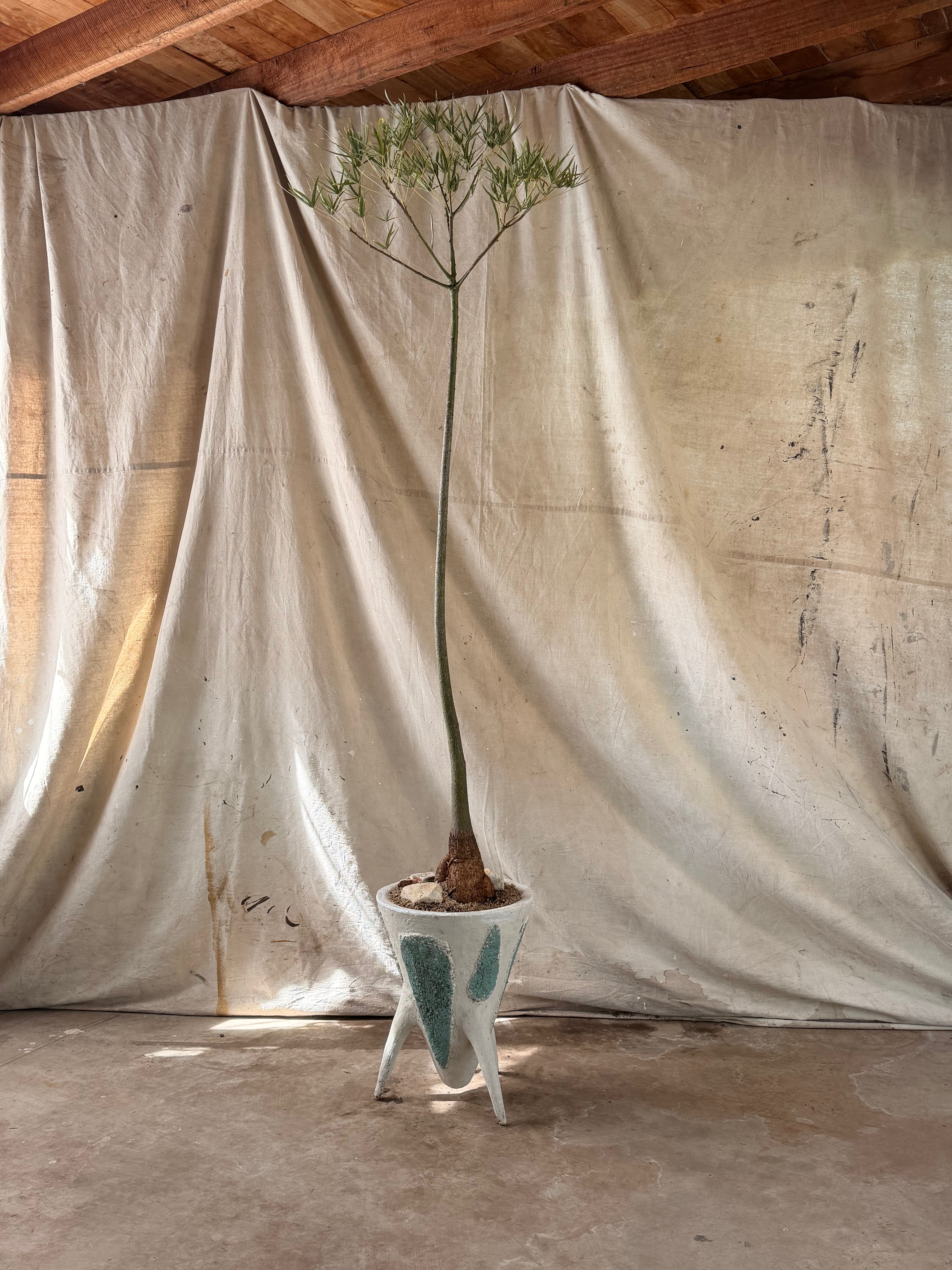 Queensland Bottle Tree (Brachychiton rupestris) in Tripod Sputnik Planter w Blue Relief, circa 1960s