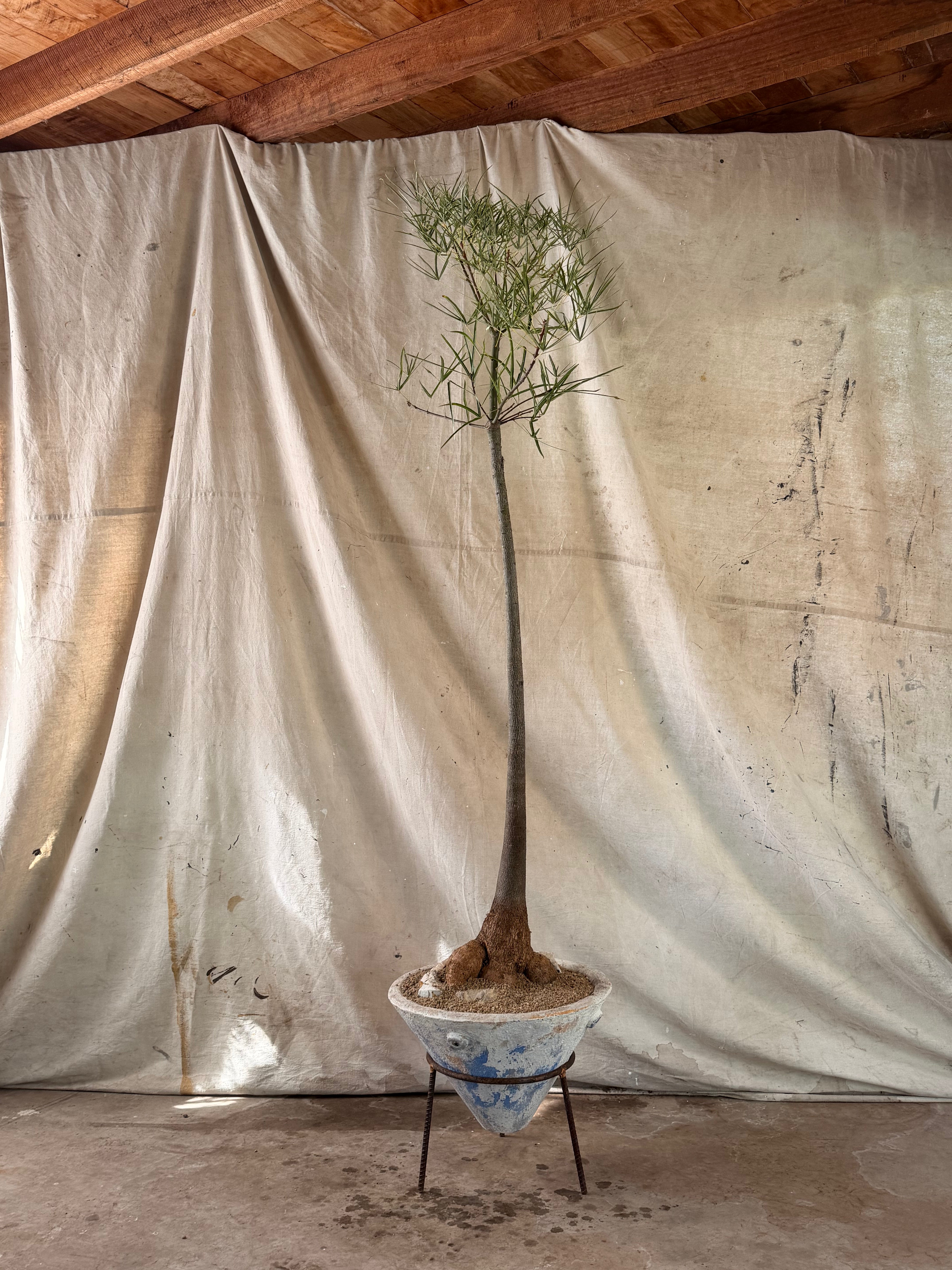 Queensland Bottle Tree (Brachychiton rupestris) in Conical Pot with White and Blue Weathered Patina and Metal Stand