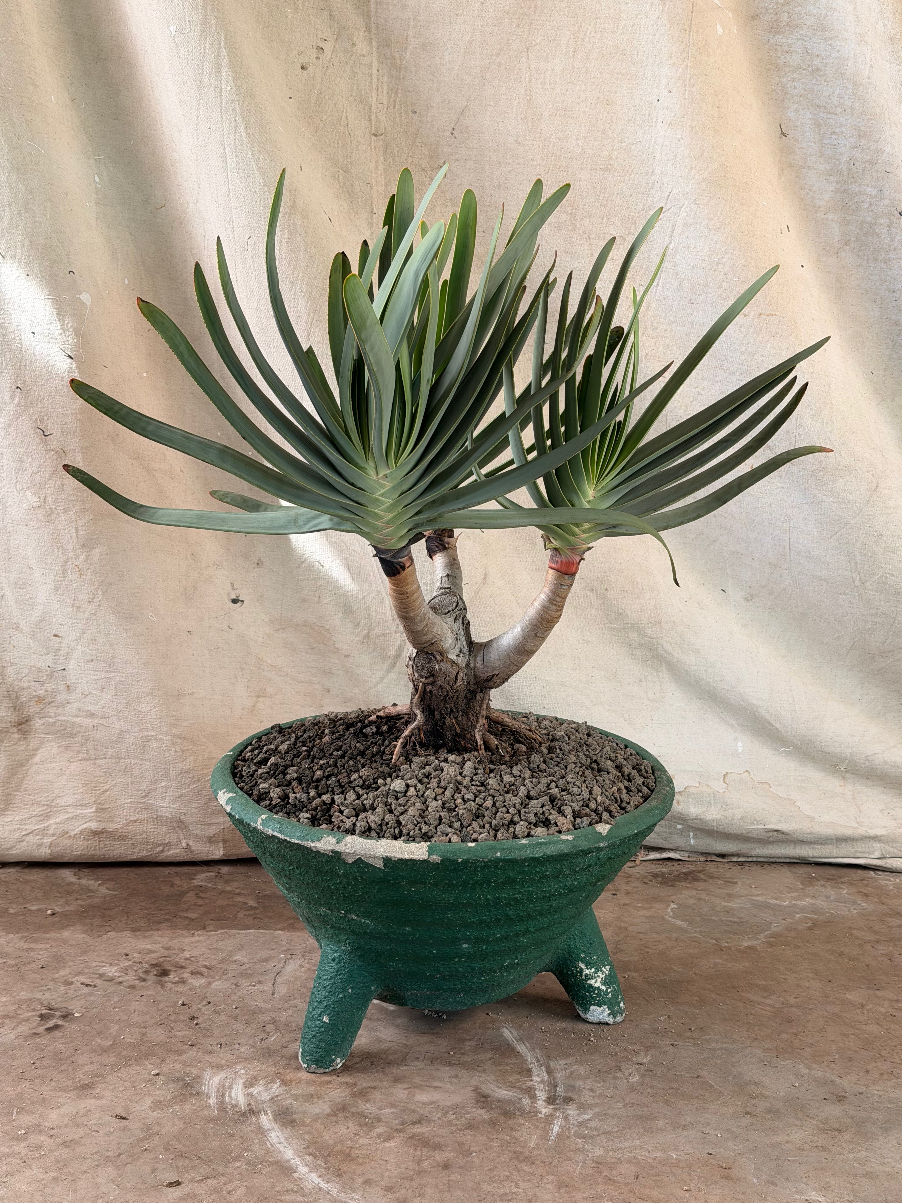 Fan Aloe (Kumara plicatillis) in Green, Horizontally Ribbed Cast Concrete Planter with Tripod Feet.