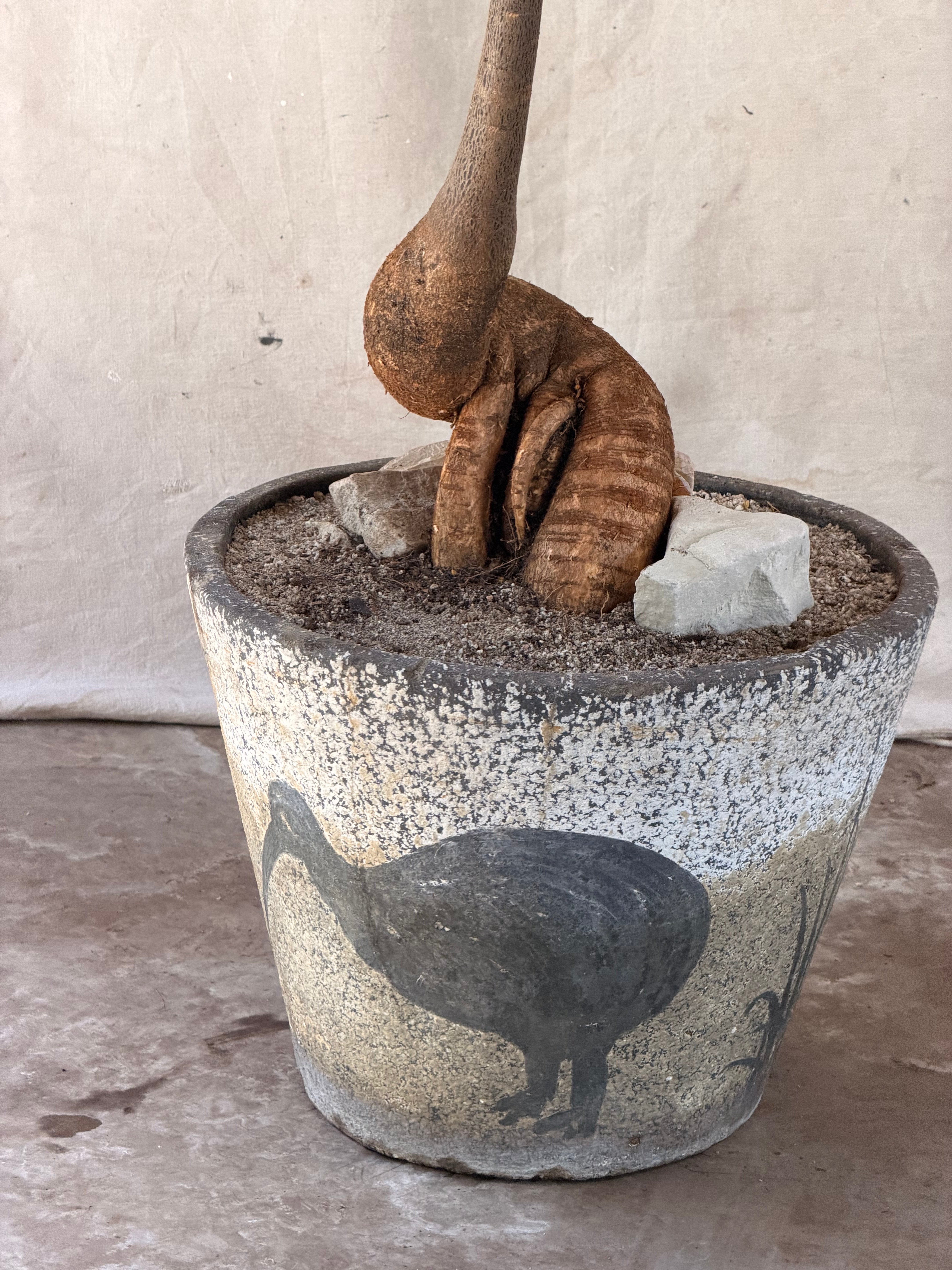 Queensland Bottle Tree (Brachychiton rupestris) in 1960's Bird Relief Planter