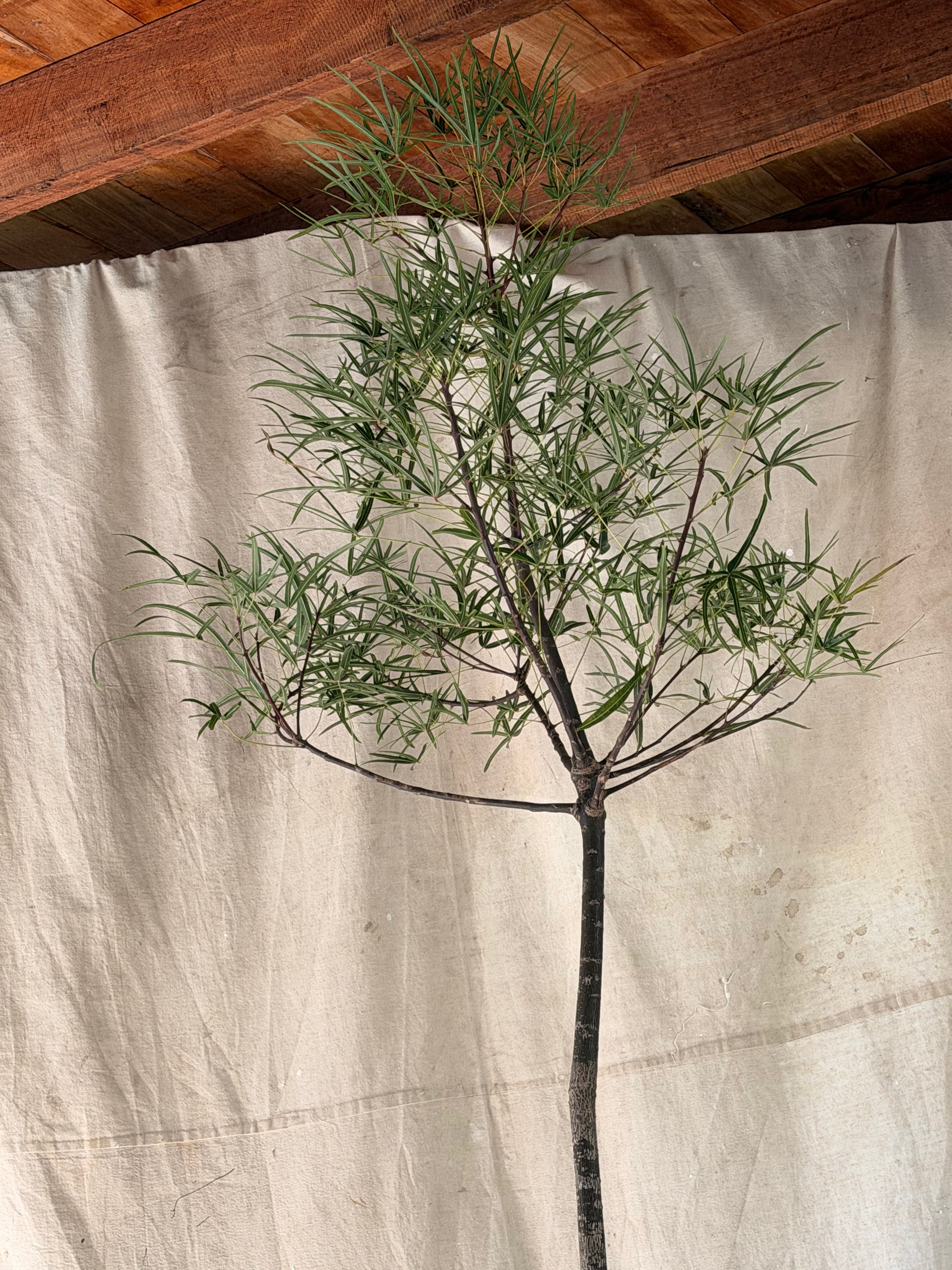 Queensland Bottle Tree (Brachychiton rupestris) in Banded Concrete Planter with Original Patina circa 1960s
