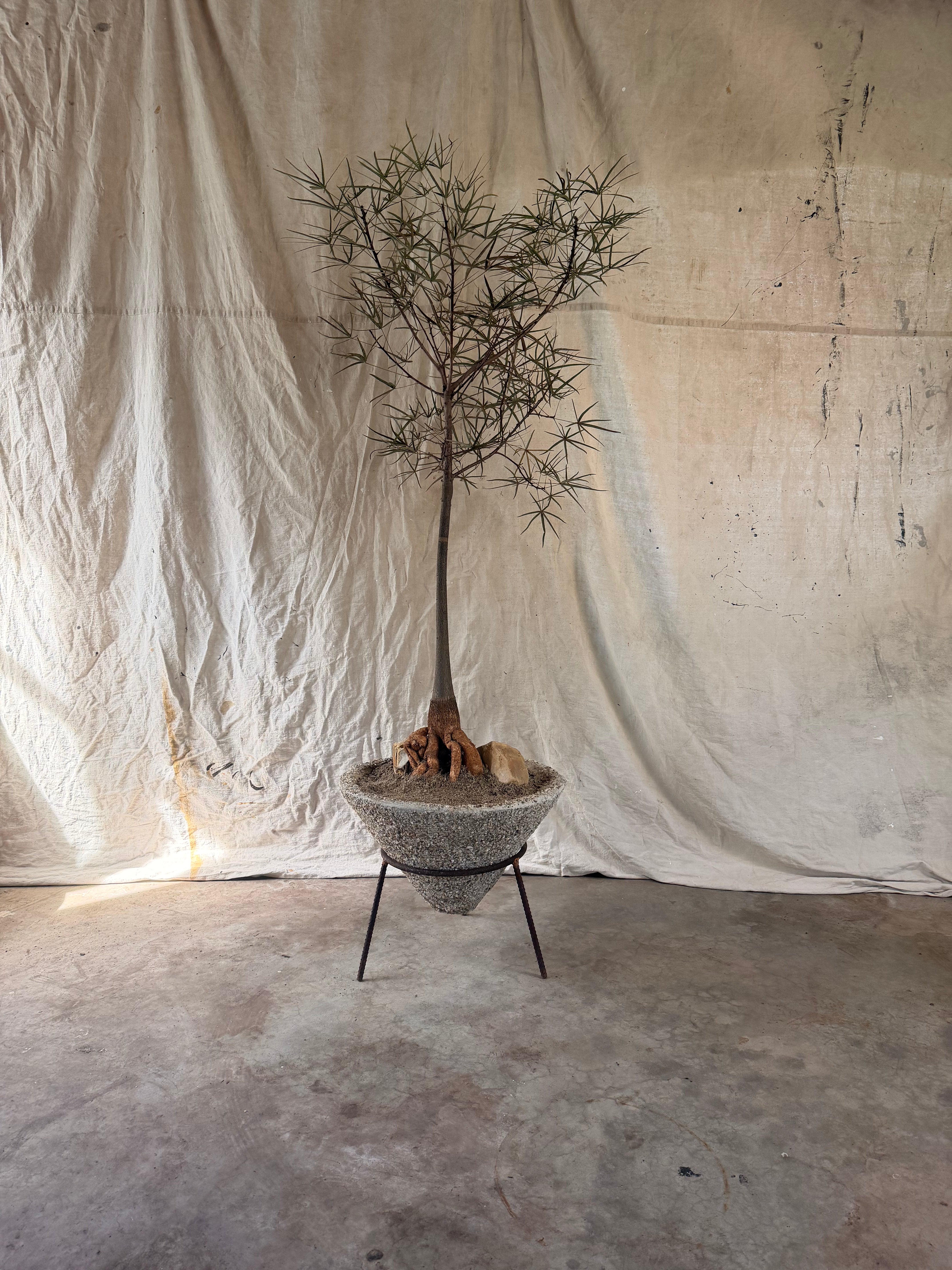 Queensland Bottle Tree (Brachychiton rupestris) in Pebblecrete Conical Planter with Steel Stand circa 1970s