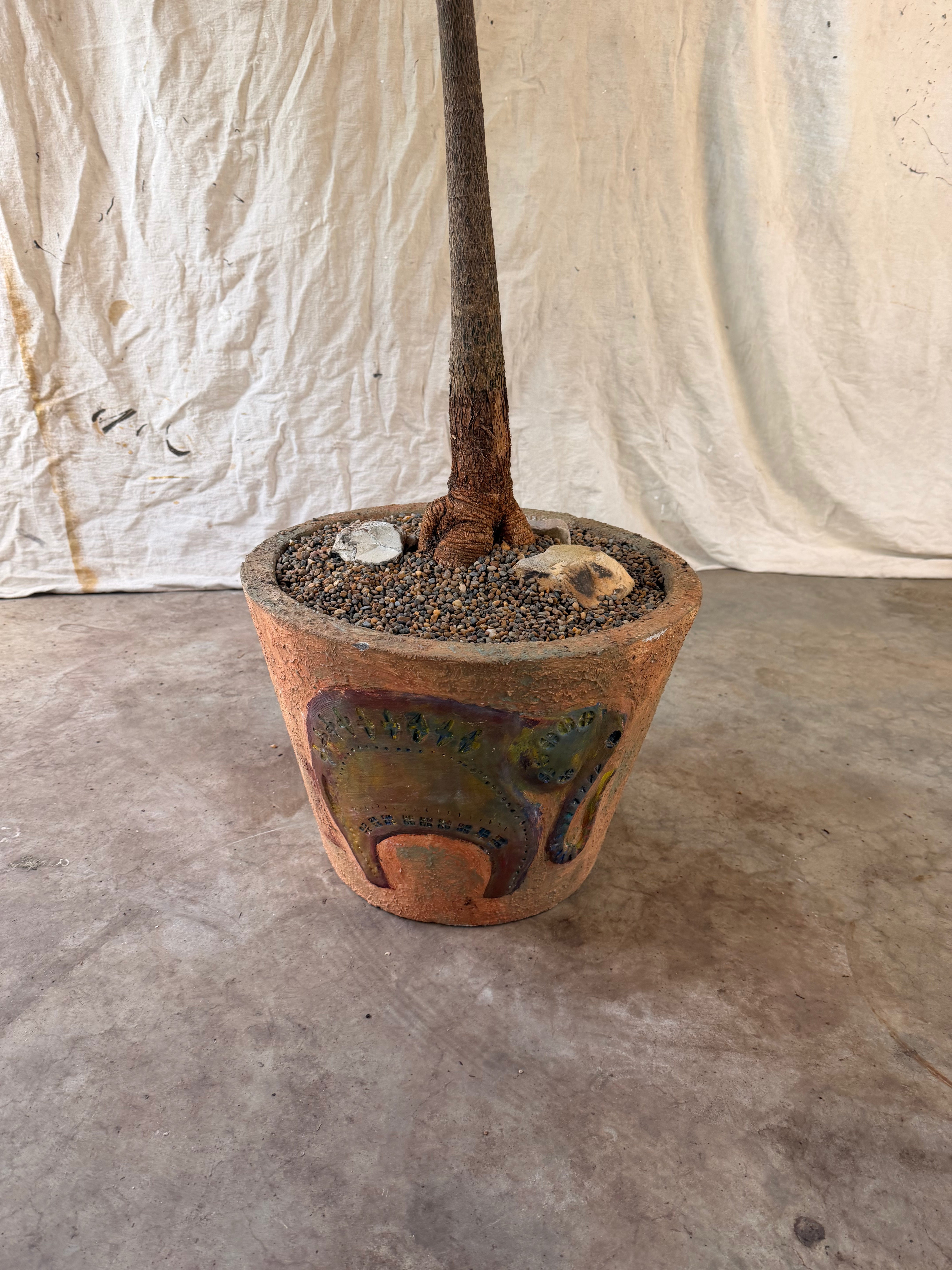 Queensland Bottle Tree (Brachychiton rupestris) in Pot with Elephant Relief, circa 1970s