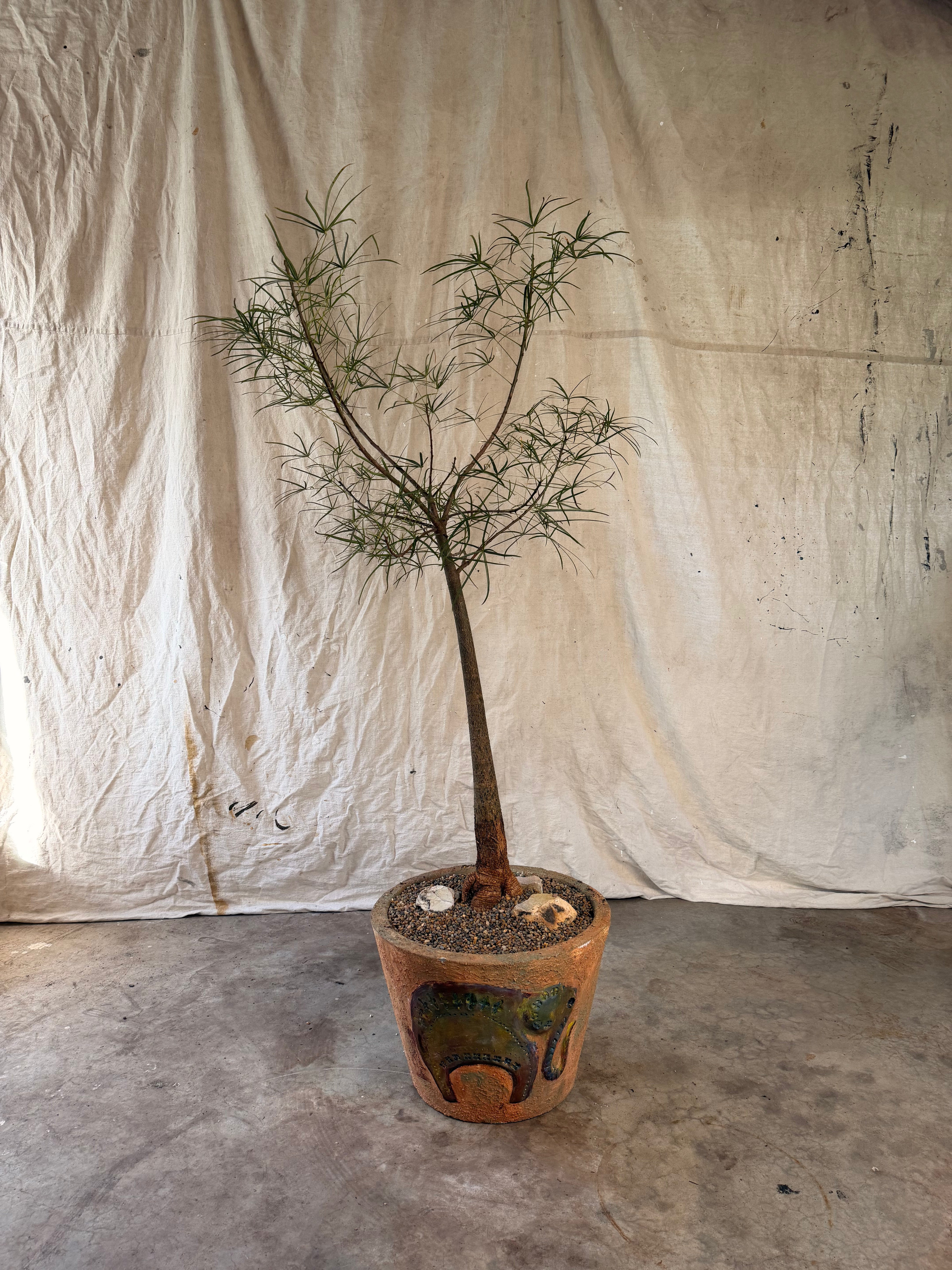 Queensland Bottle Tree (Brachychiton rupestris) in Pot with Elephant Relief, circa 1970s