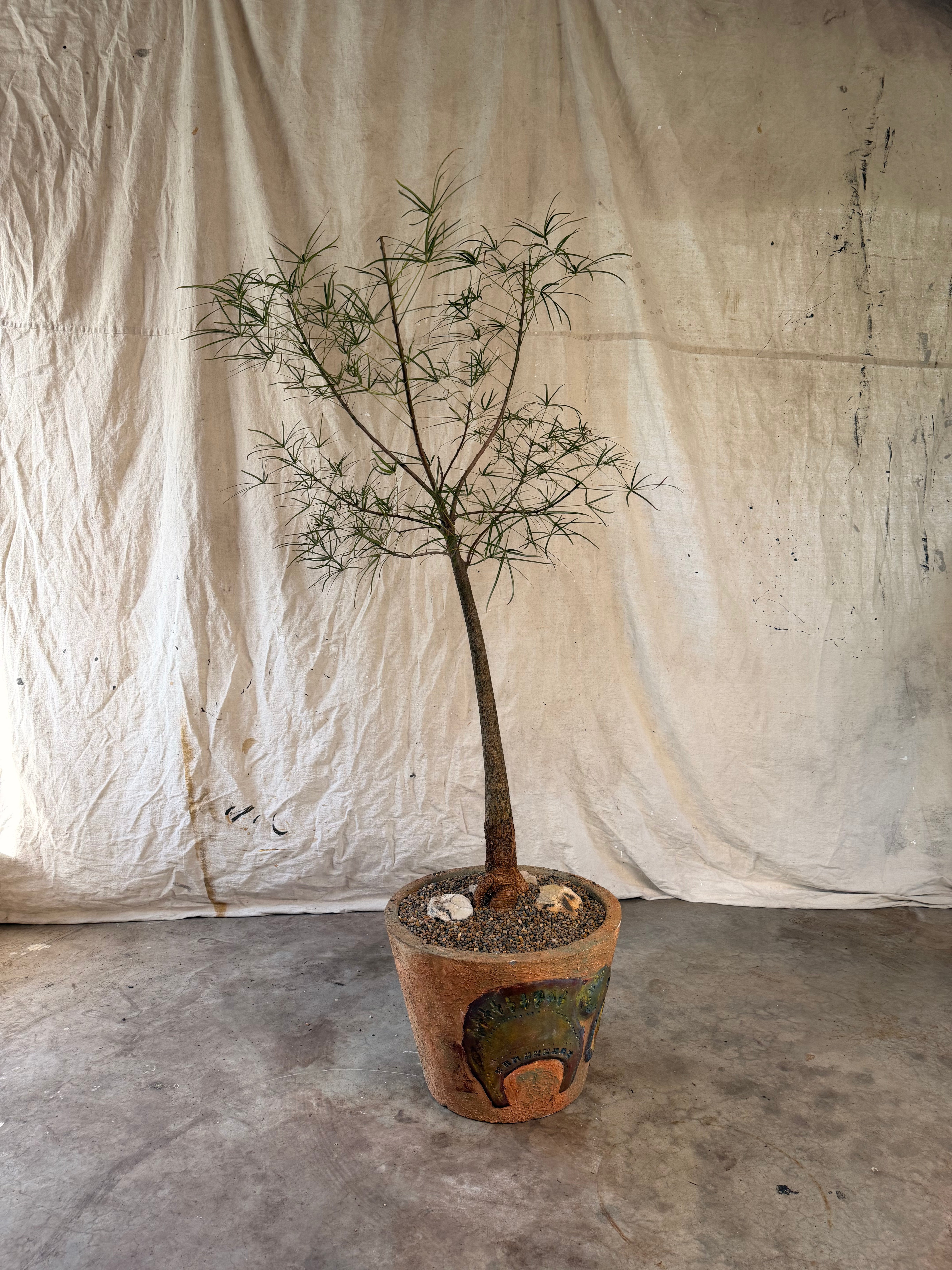 Queensland Bottle Tree (Brachychiton rupestris) in Pot with Elephant Relief, circa 1970s