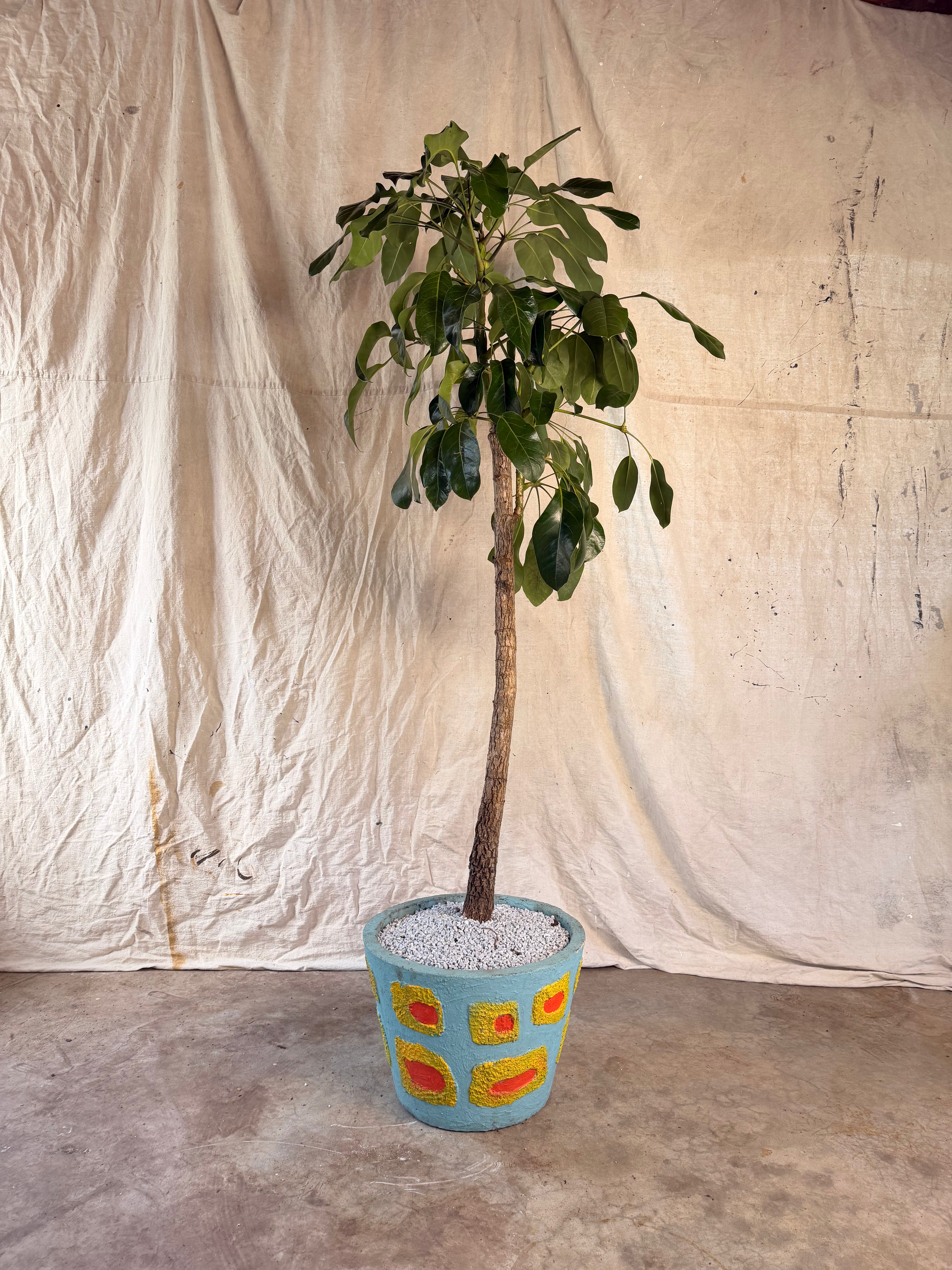 Australian Umbrella Tree (Schefflera actinophylla) in Blue Pot with Raised Yellow and Red Relief, circa 1960s