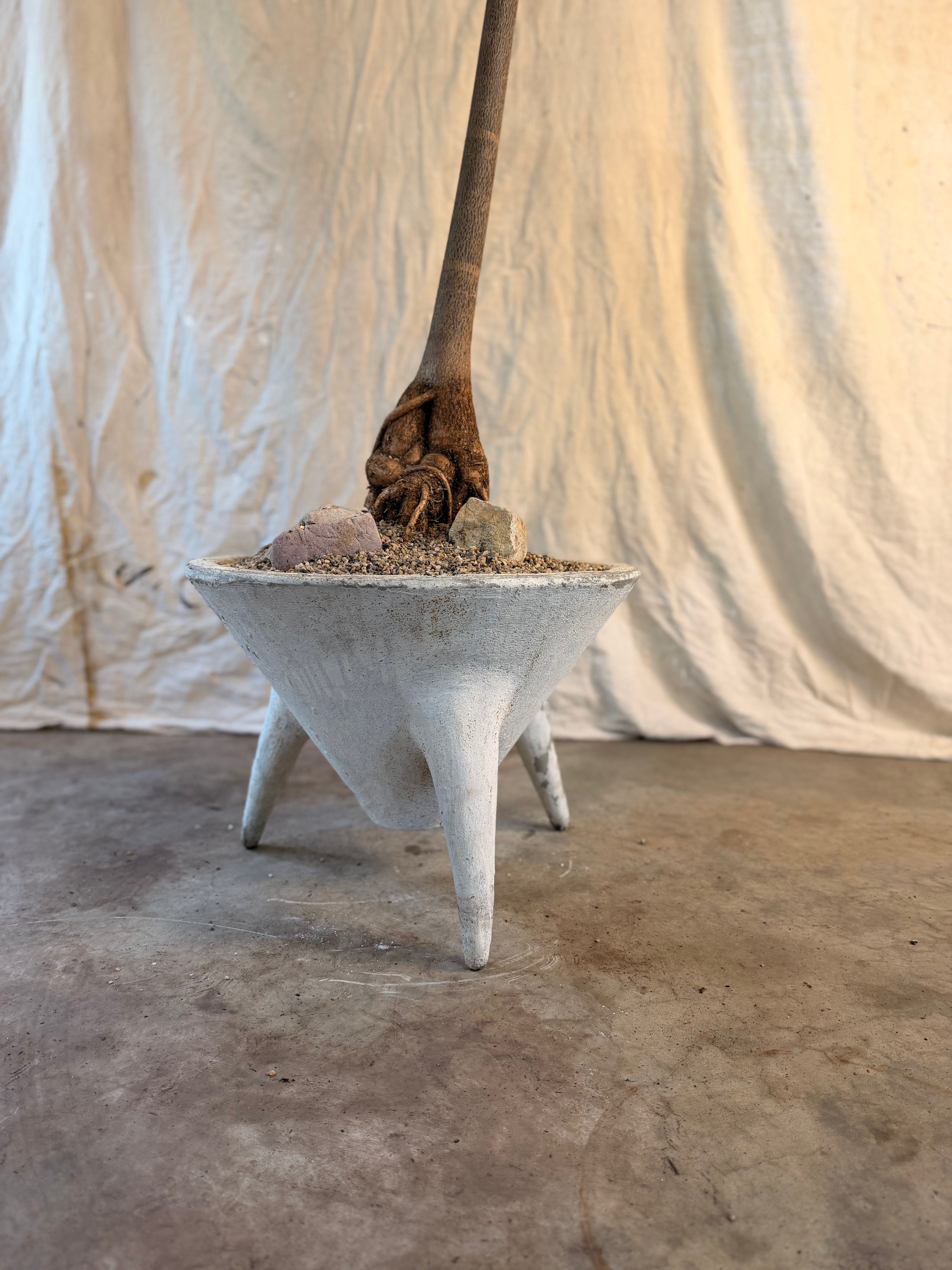Queensland Bottle Tree (Brachychiton rupestris) in Tripod Sputnik Planter, circa 1960s