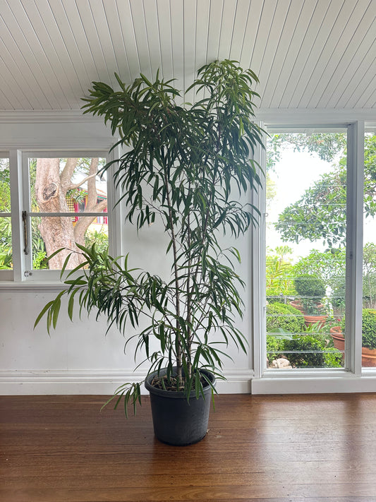 Narrow Leaf Fig Standard / Ficus longifolia / Ø40cm / 2.1m h / "Big Ben"