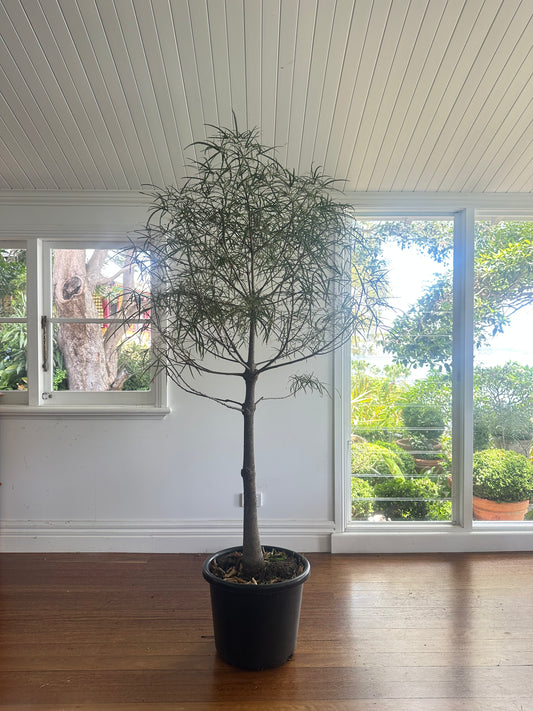 Bottle Tree / Brachychiton rupestris / Ø40cm / 1.85m tall / "Jannali"