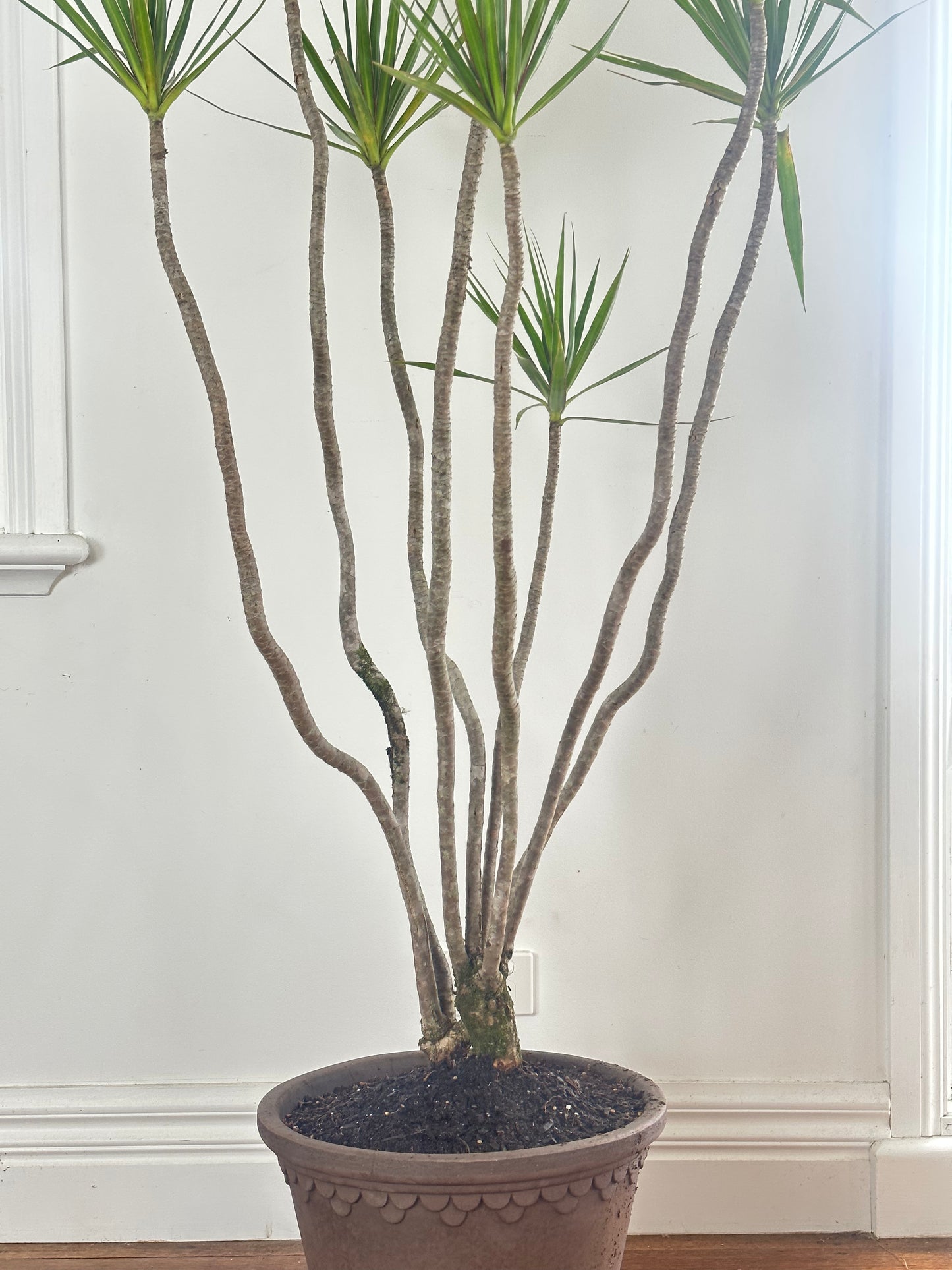 *POTTED / Dragon tree / Dracaena marginata / Bergs Copenhagen Pot Ø35cm / 1.4m h / "Bob"