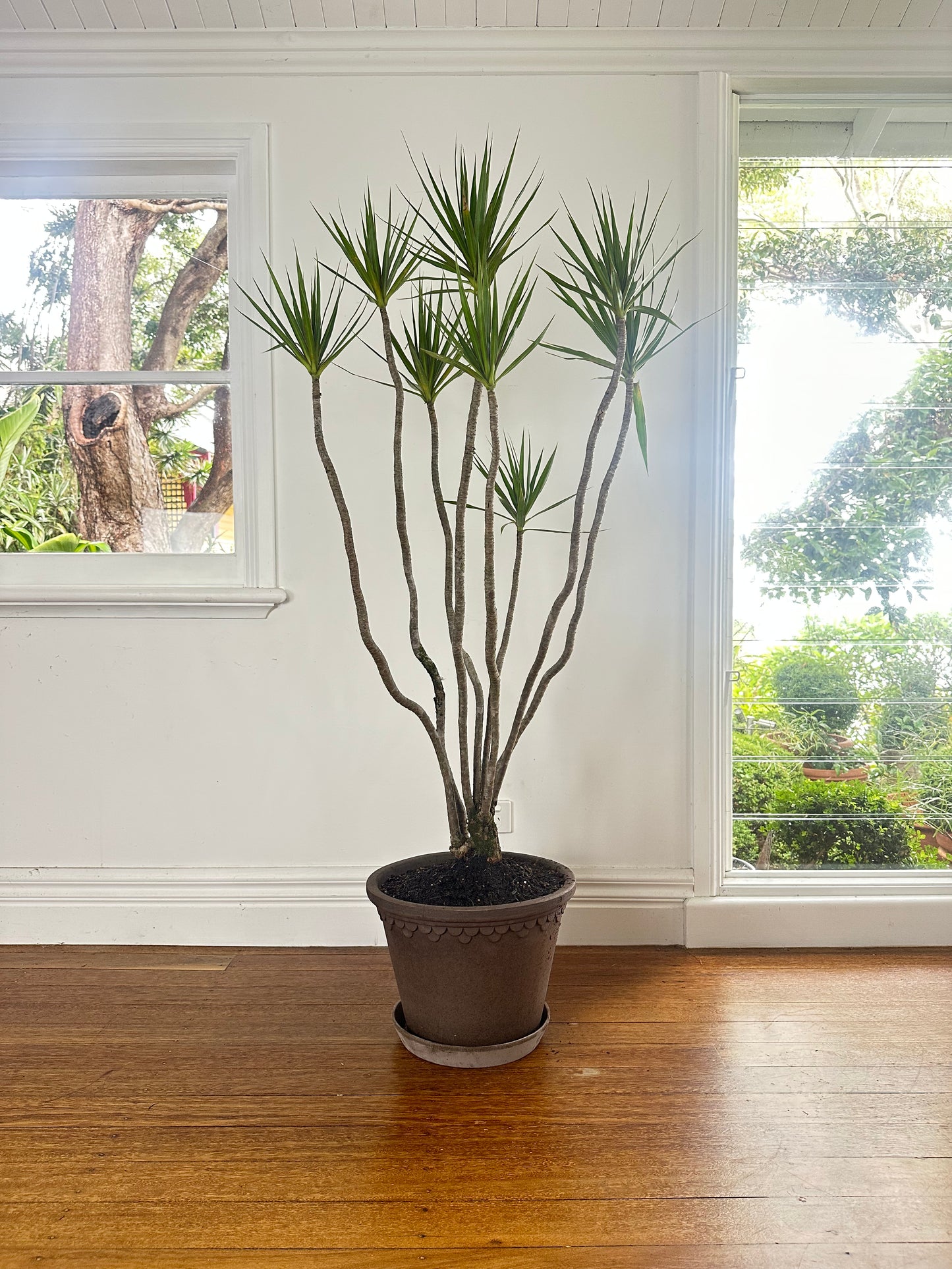 *POTTED / Dragon tree / Dracaena marginata / Bergs Copenhagen Pot Ø35cm / 1.4m h / "Bob"