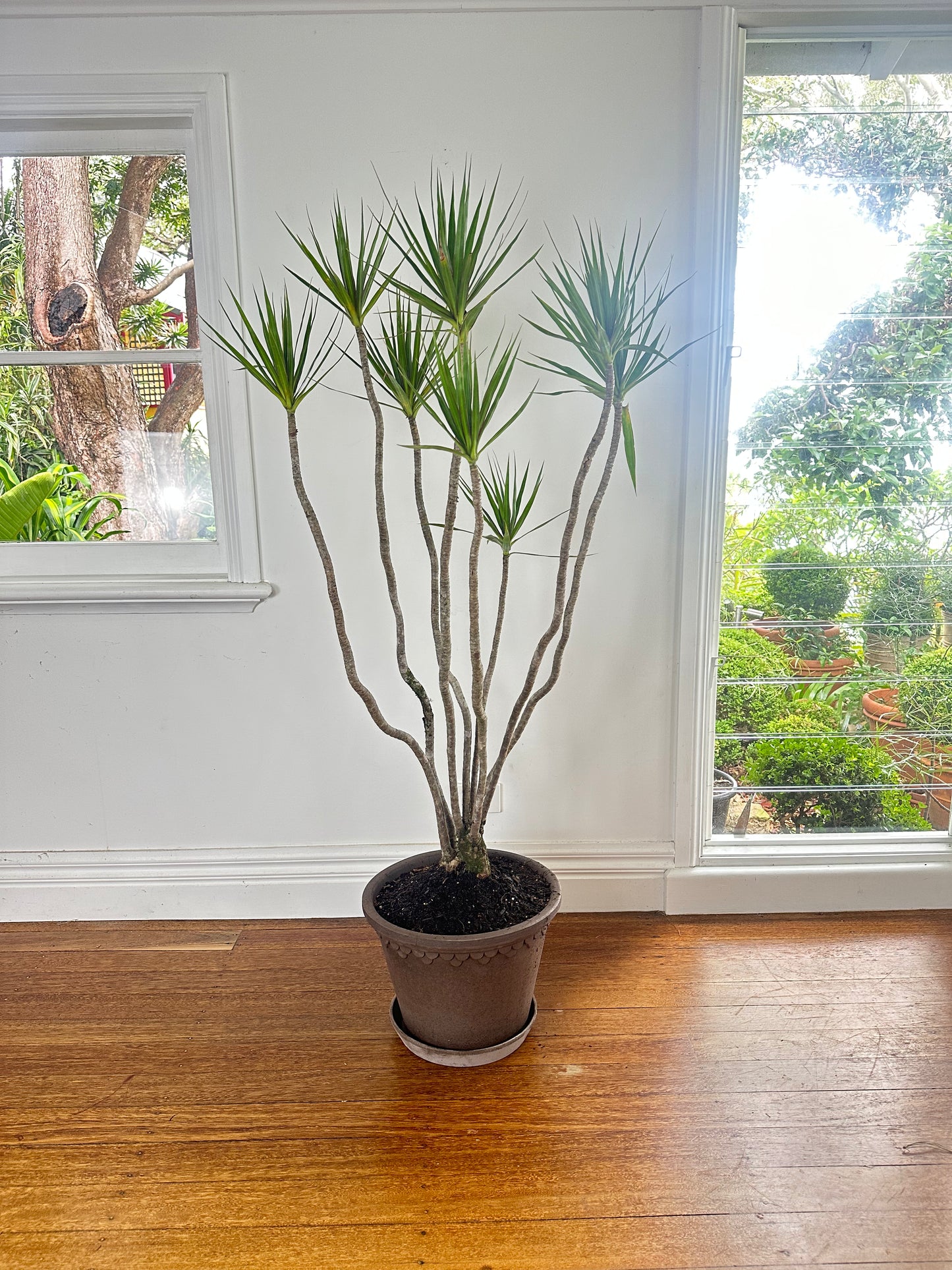 *POTTED / Dragon tree / Dracaena marginata / Bergs Copenhagen Pot Ø35cm / 1.4m h / "Bob"