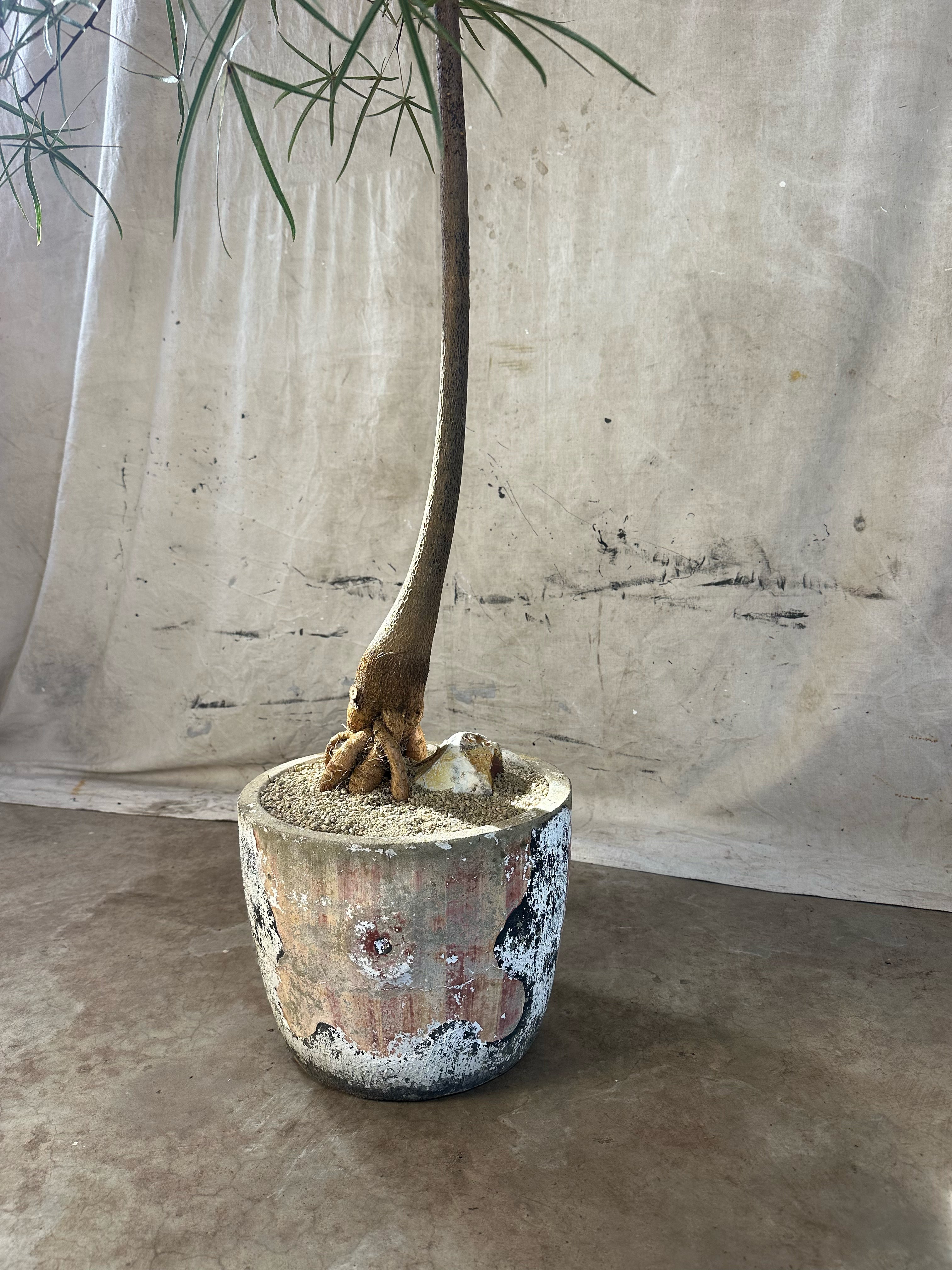 Queensland Bottle Tree (Brachychiton rupestris) / Mid Century Quatrefoil Cast Concrete Planter / Original Patina