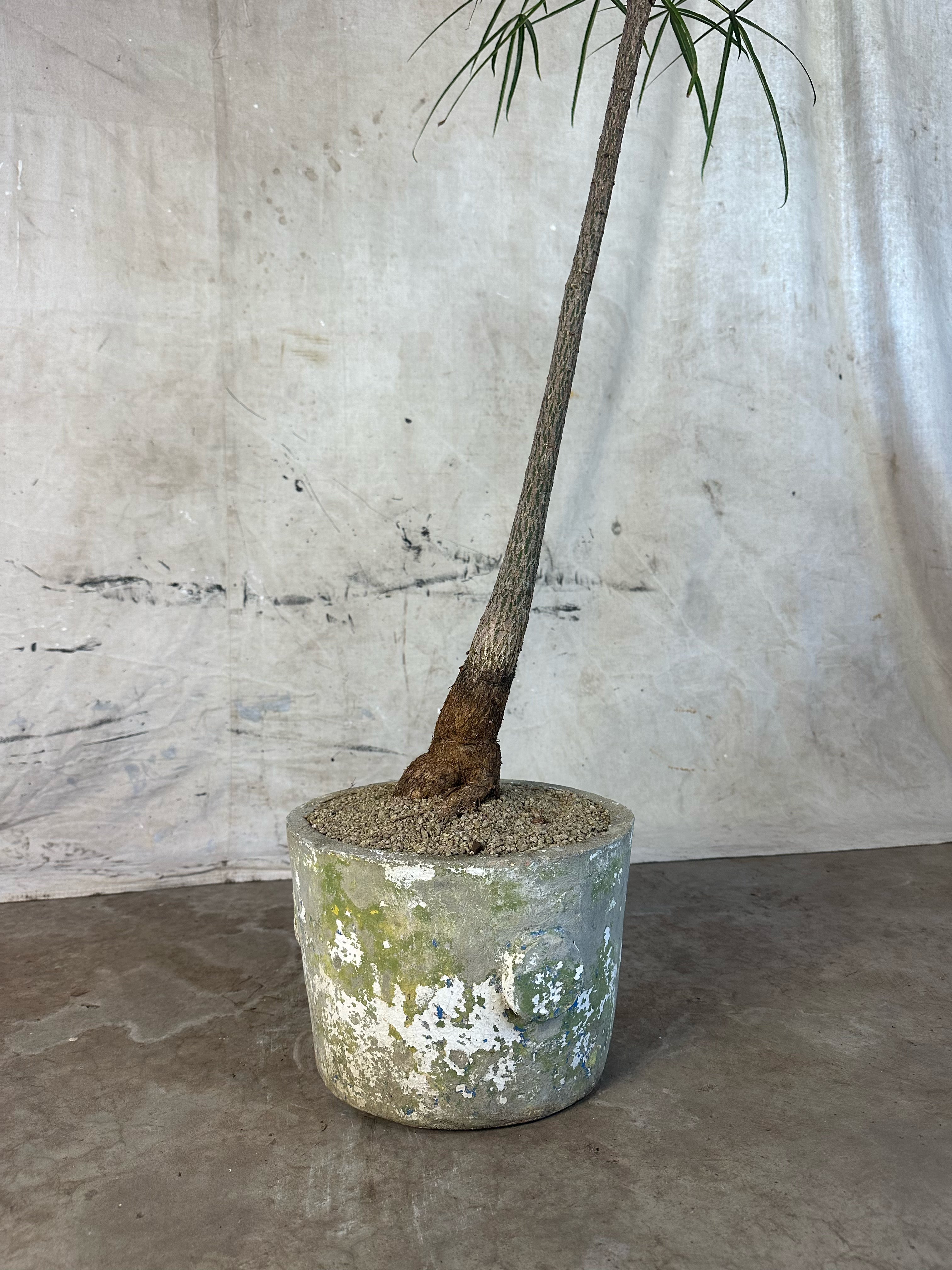 Queensland Bottle Tree (Brachychiton rupestris) / Mid Century Cast Concrete Planter / Original Patina
