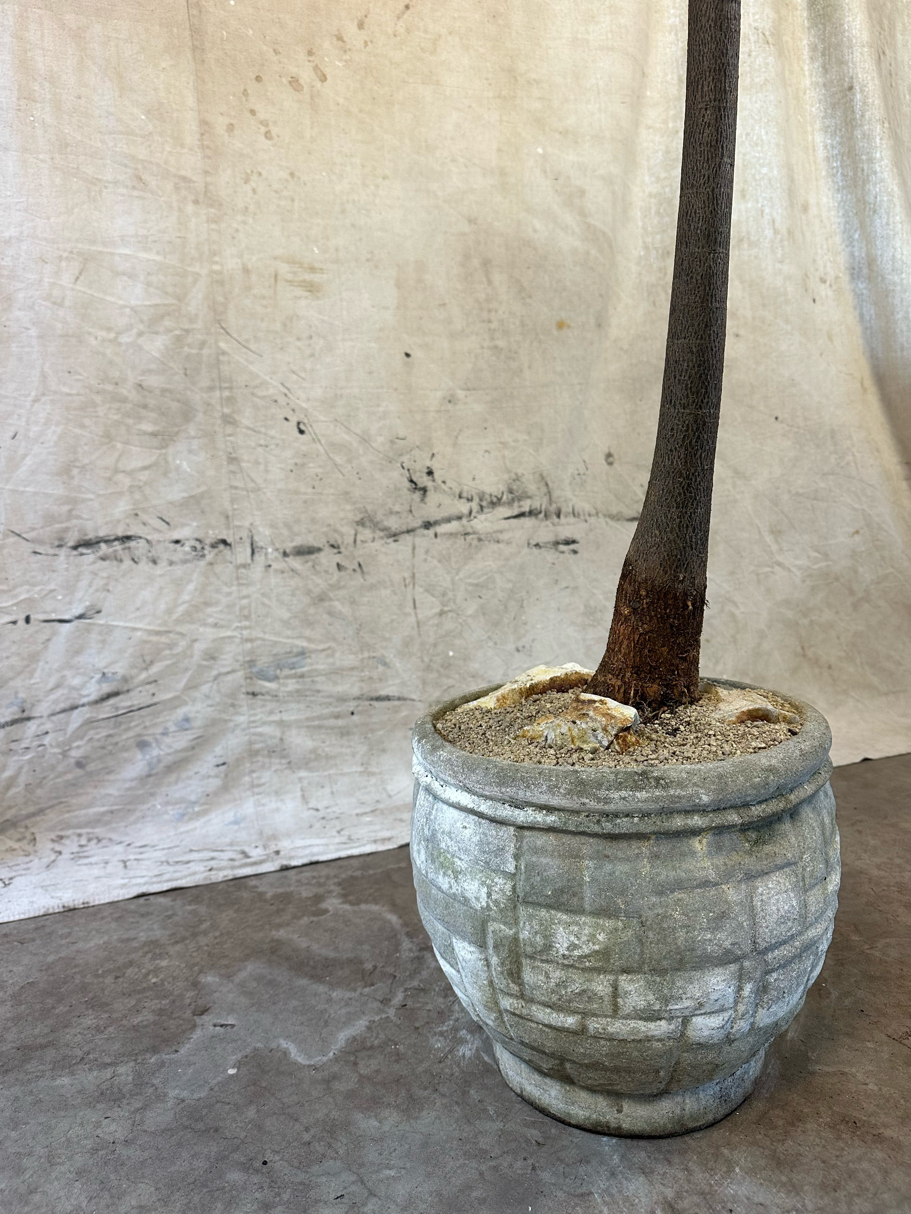 Queensland Bottle Tree (Brachychiton rupestris) / Late 20th Century Cast Concrete Planter with Brickwork Relief  / Original Patina