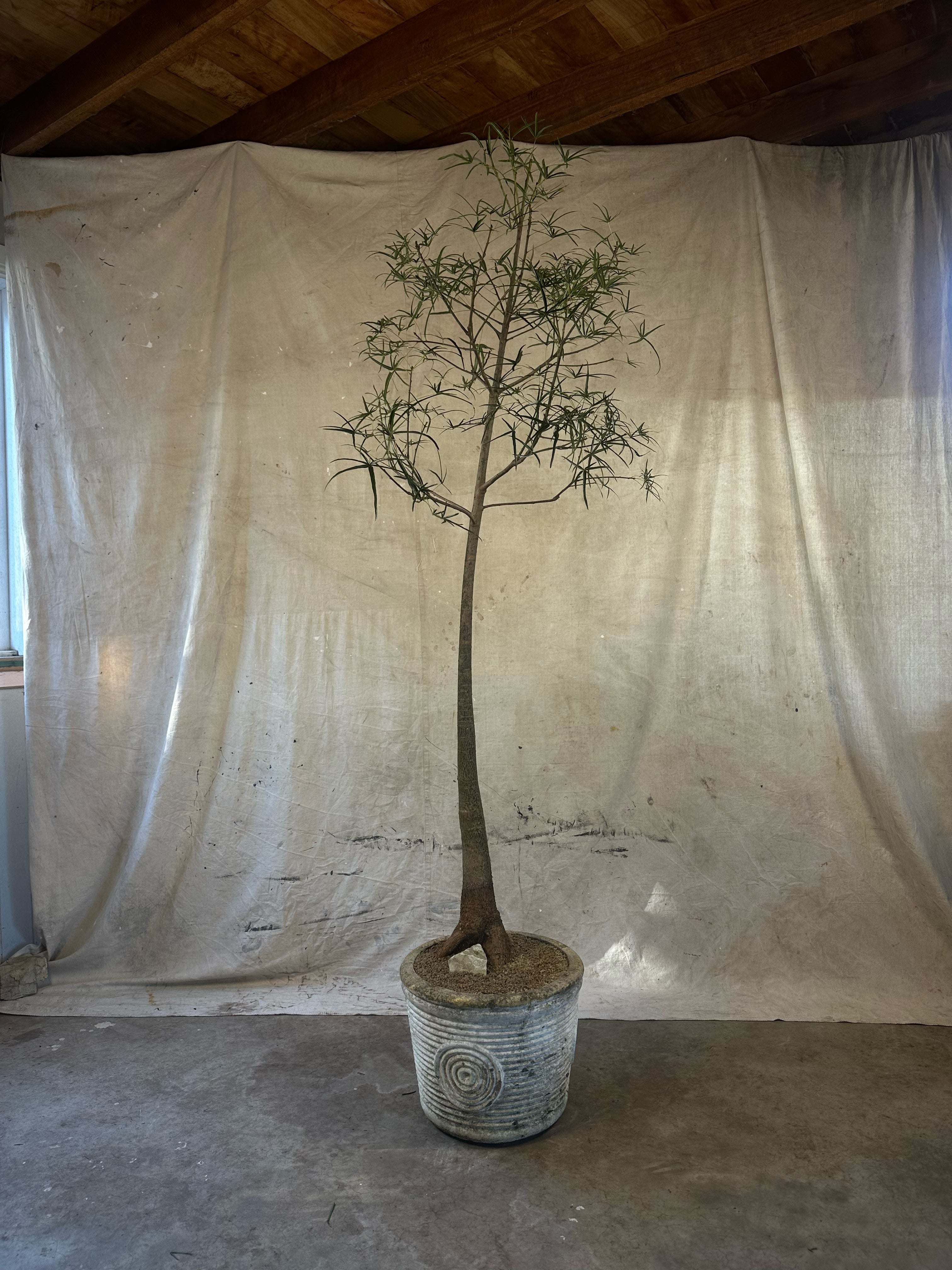 Queensland Bottle Tree (Brachychiton rupestris) / Mid-Century Concentric Circle & Ribbed Cast Concrete Planter / Original Weathered Grey Patina