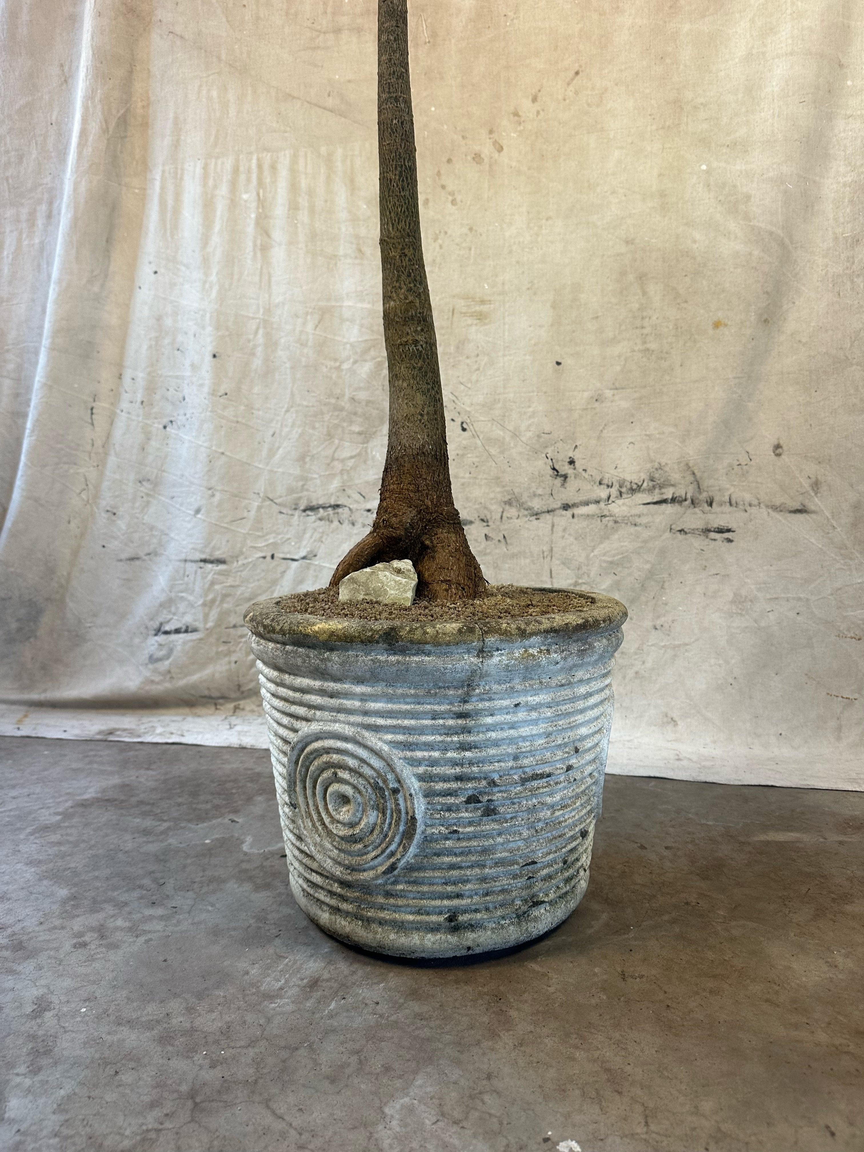 Queensland Bottle Tree (Brachychiton rupestris) / Mid-Century Concentric Circle & Ribbed Cast Concrete Planter / Original Weathered Grey Patina