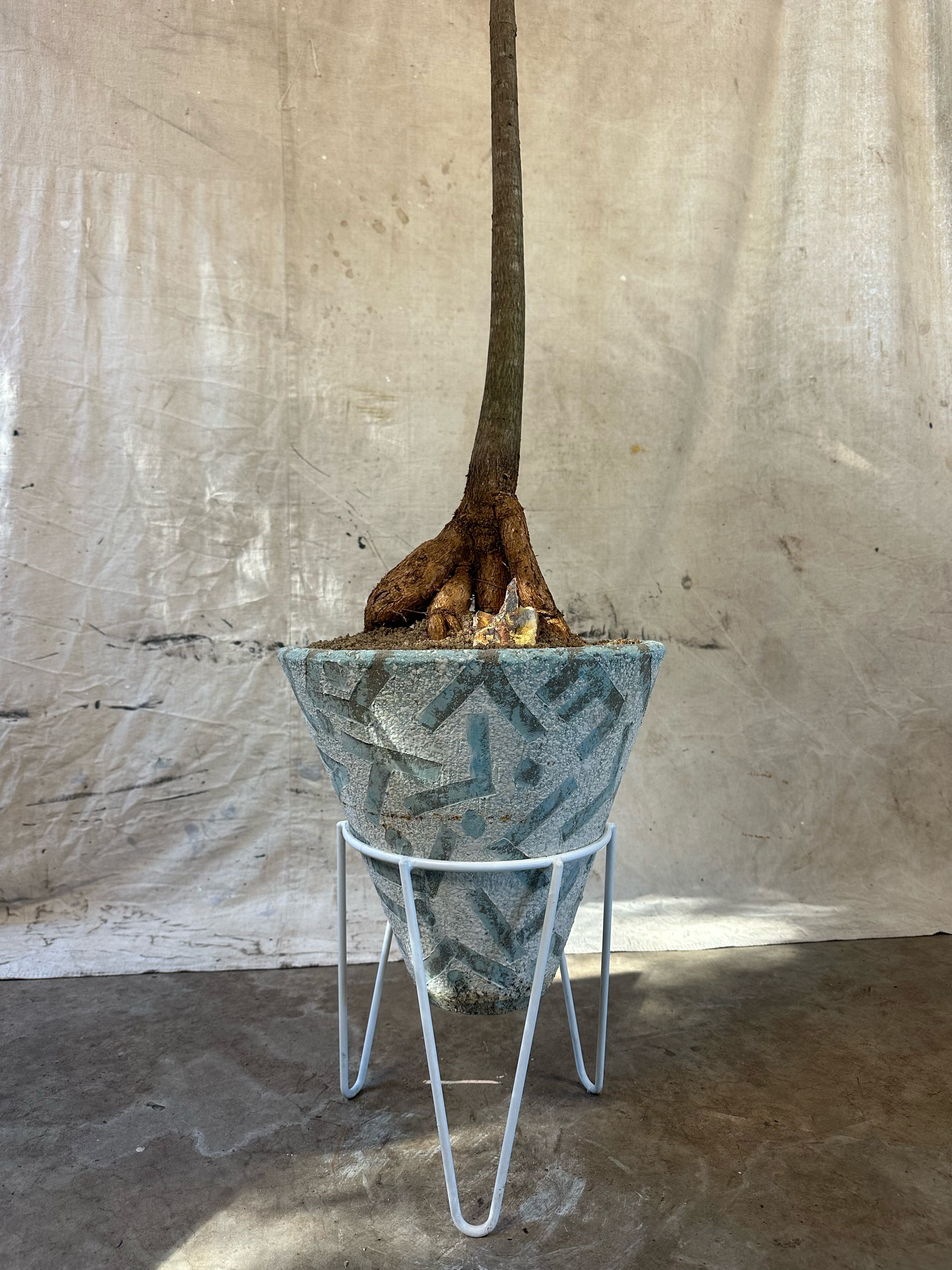 Queensland Bottle Tree (Brachychiton rupestris) / Mid-Century Geometric Conical Cast Concrete Planter on Stand / Original Weathered Teal Patina