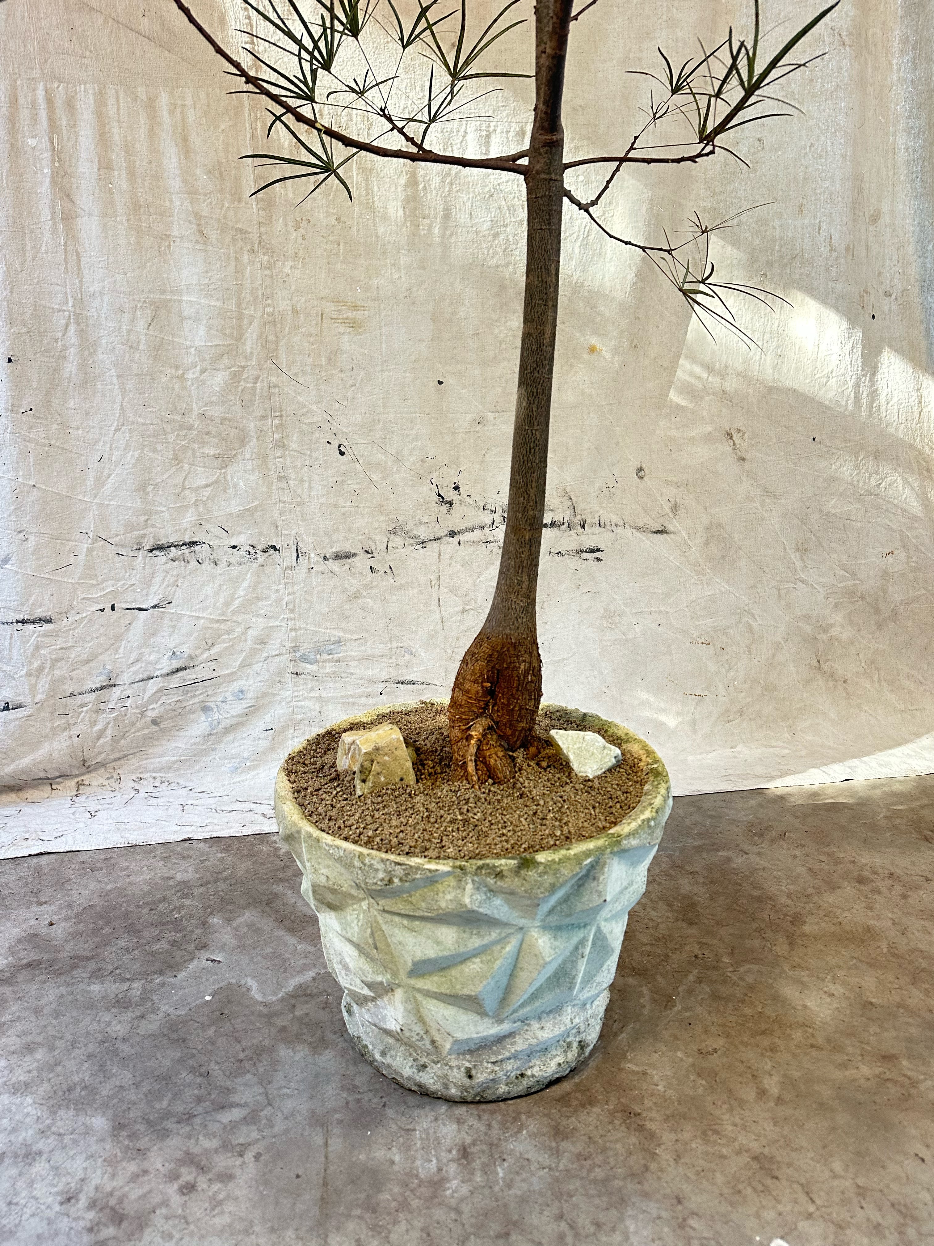 Queensland Bottle Tree (Brachychiton rupestris) / Mid-Century Geometric Faceted Cast Concrete Planter / Original Weathered Stone Patina
