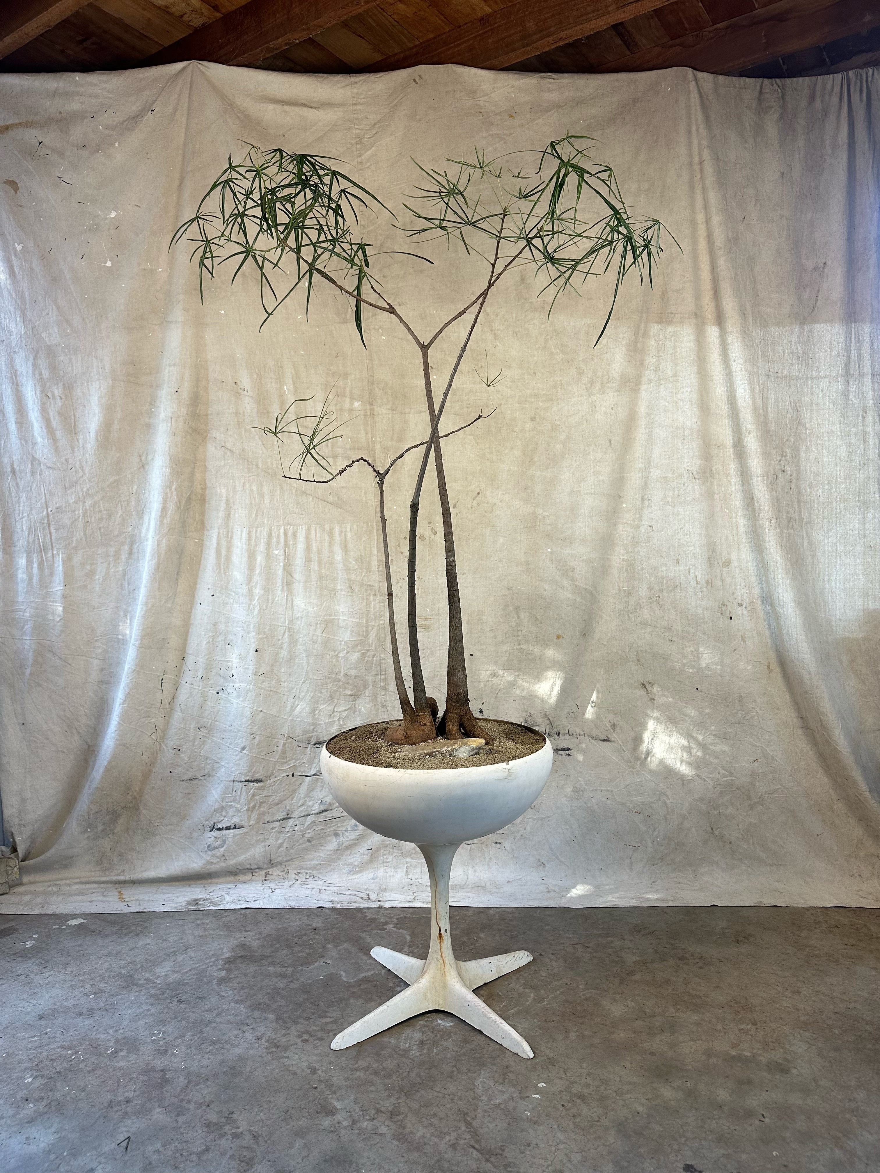 Queensland Bottle Trees Multi-planted (Brachychiton rupestris) / Mid-Century Pedestal Bowl Fibreglass Planter / Original White Weathered Patina