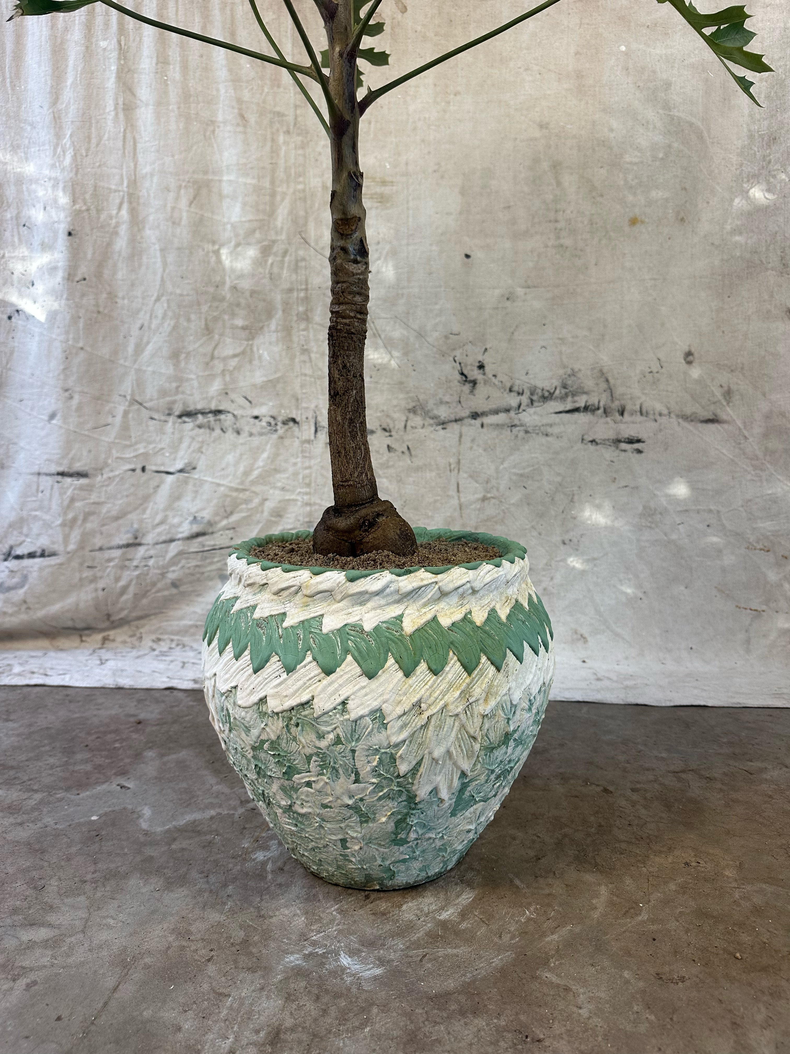 Highveld Cabbage Tree (Cussonia paniculata) / Mid-Century Zig-Zag Chevron Cast Concrete Planter / Original Weathered Green & White Patina