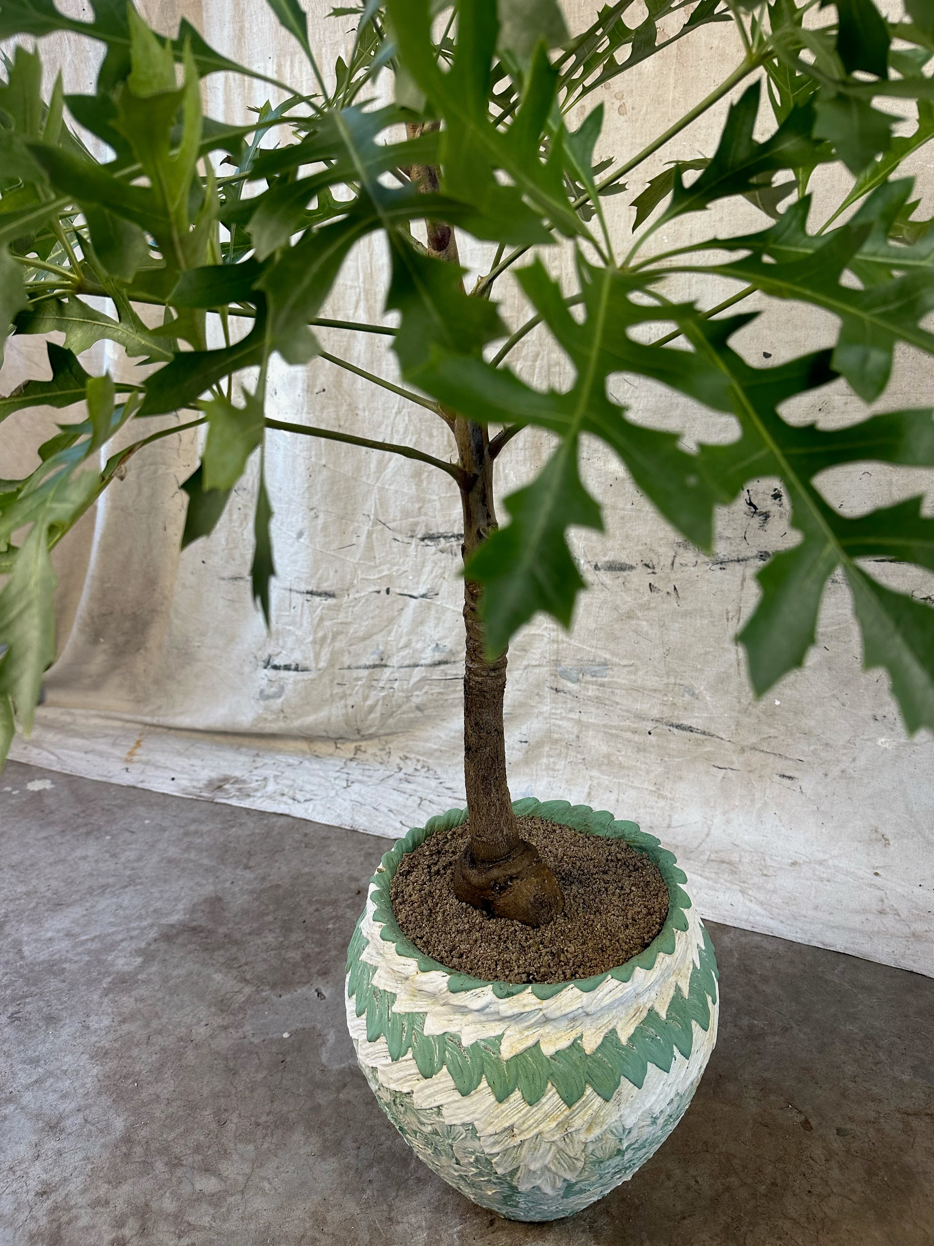 Highveld Cabbage Tree (Cussonia paniculata) / Mid-Century Zig-Zag Chevron Cast Concrete Planter / Original Weathered Green & White Patina