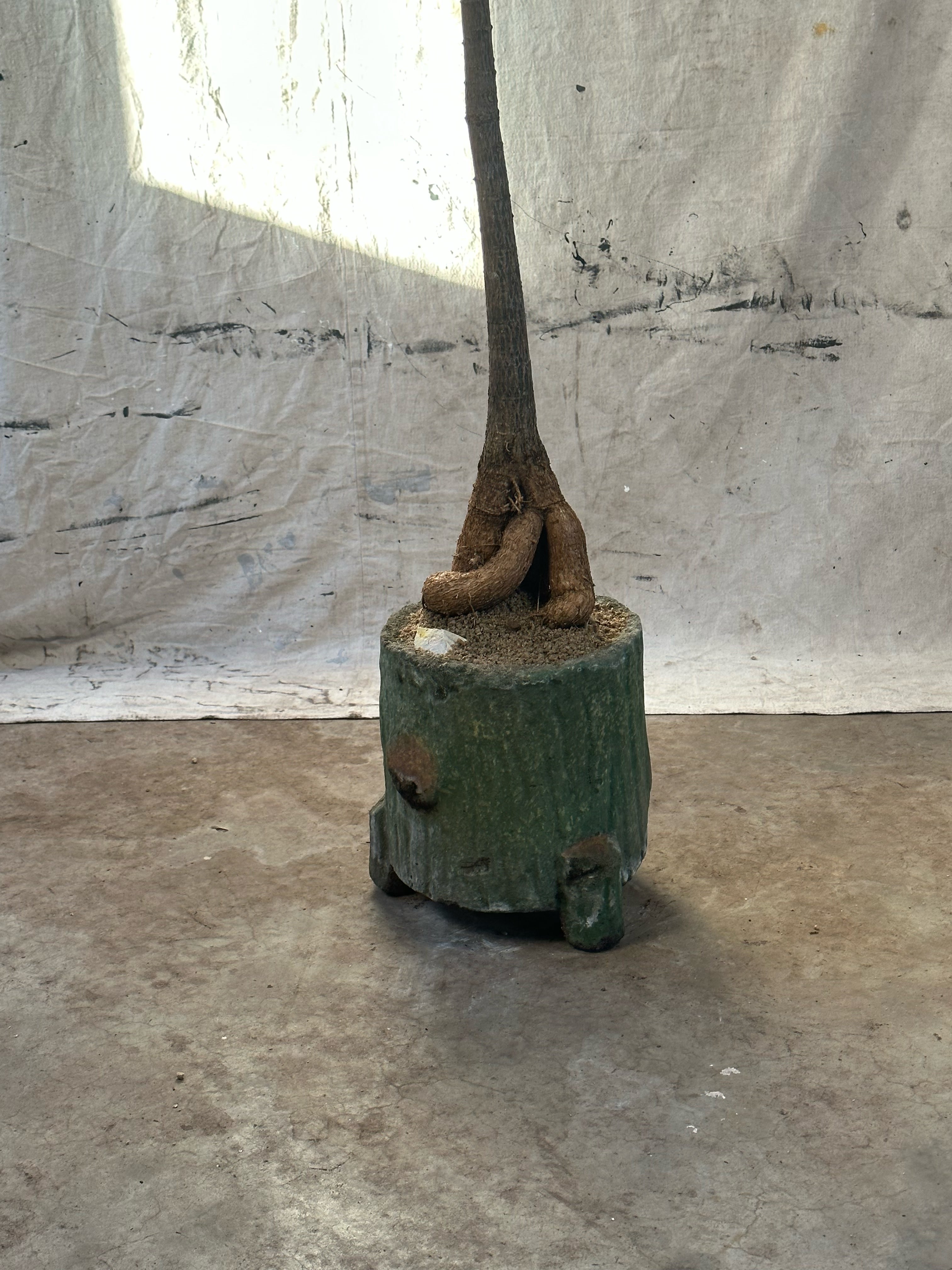Queensland Bottle Tree (Brachychiton rupestris) / Mid-Century Faux Bois Tree Stump Cast Concrete Planter / Original Weathered Green Patina