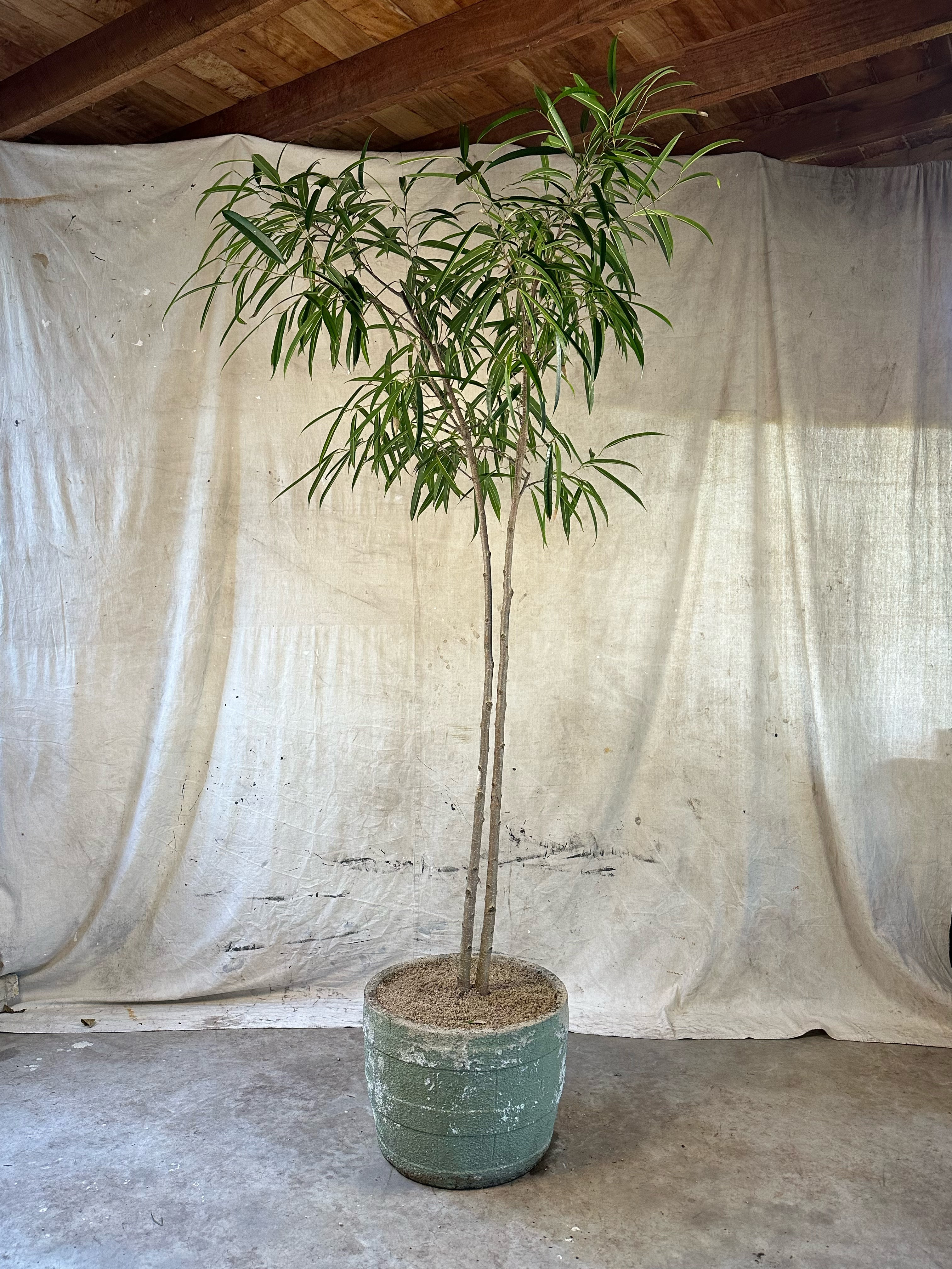 Long-Leaf Fig Multi planted (Ficus longifolia) / Mid-Century Banded Cast Concrete Planter / Original Weathered Green Patina