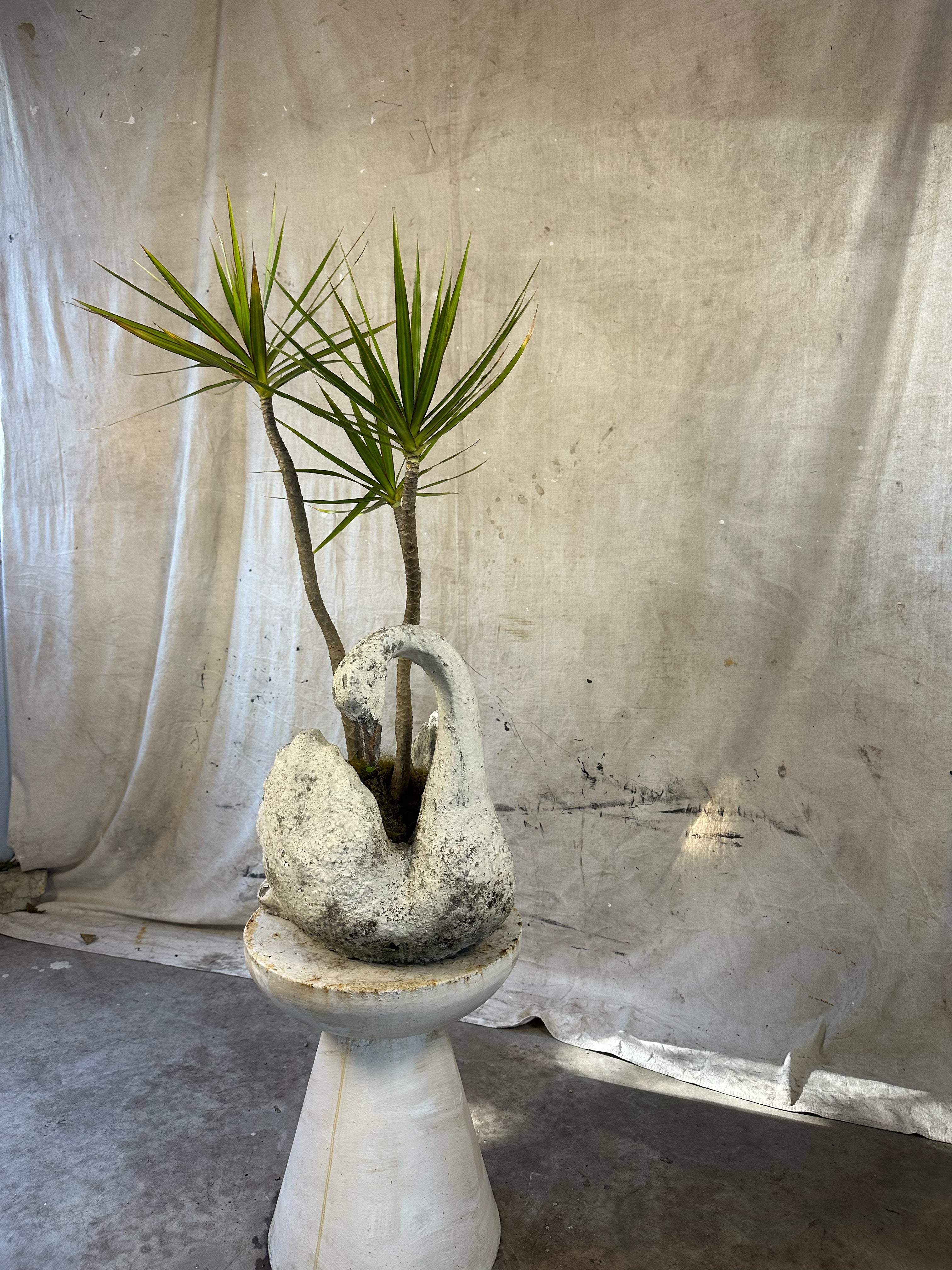 Dragon Tree (Dracaena marginata) / Mid-Century Swan Figural Cast Concrete Planter / Original Weathered Stone Patina