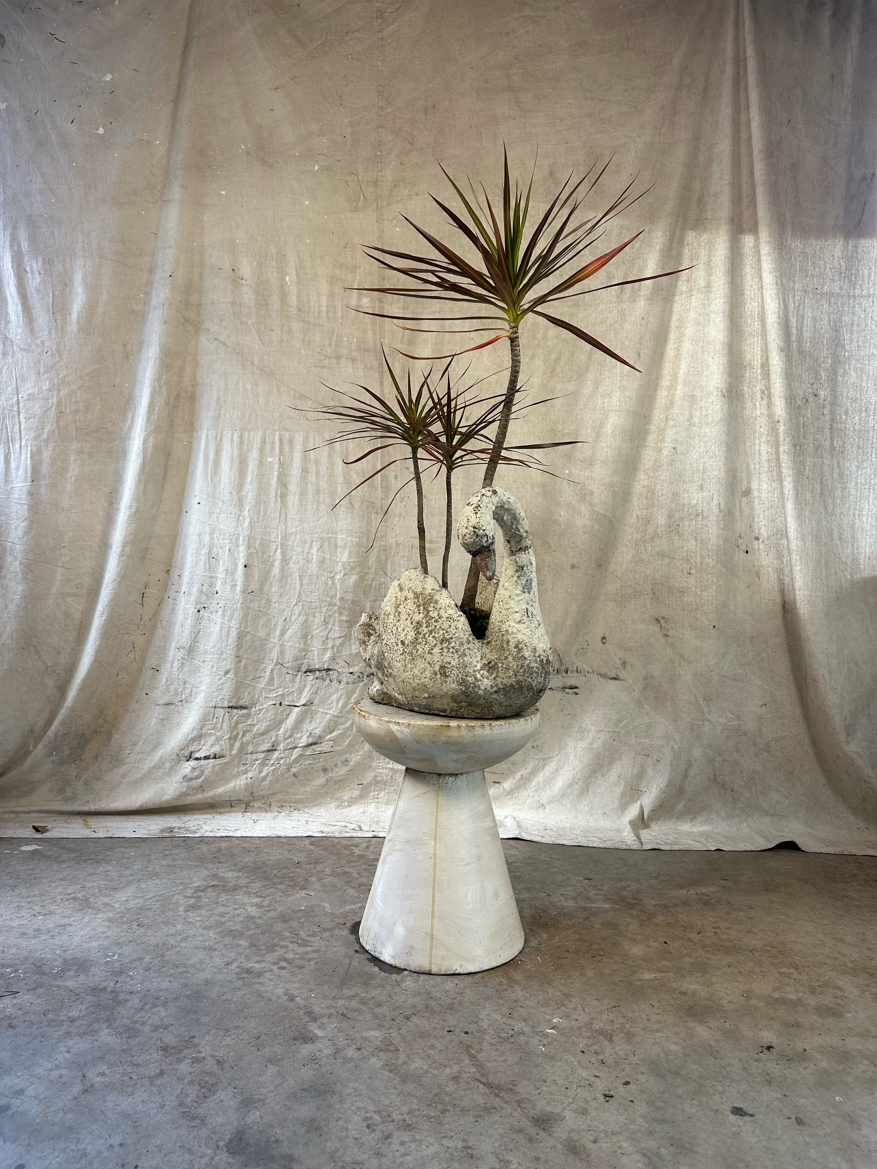 Dragon Tree "Magenta" (Dracaena marginata) / Mid-Century Swan Figural Cast Concrete Planter / Original Weathered Stone Patina