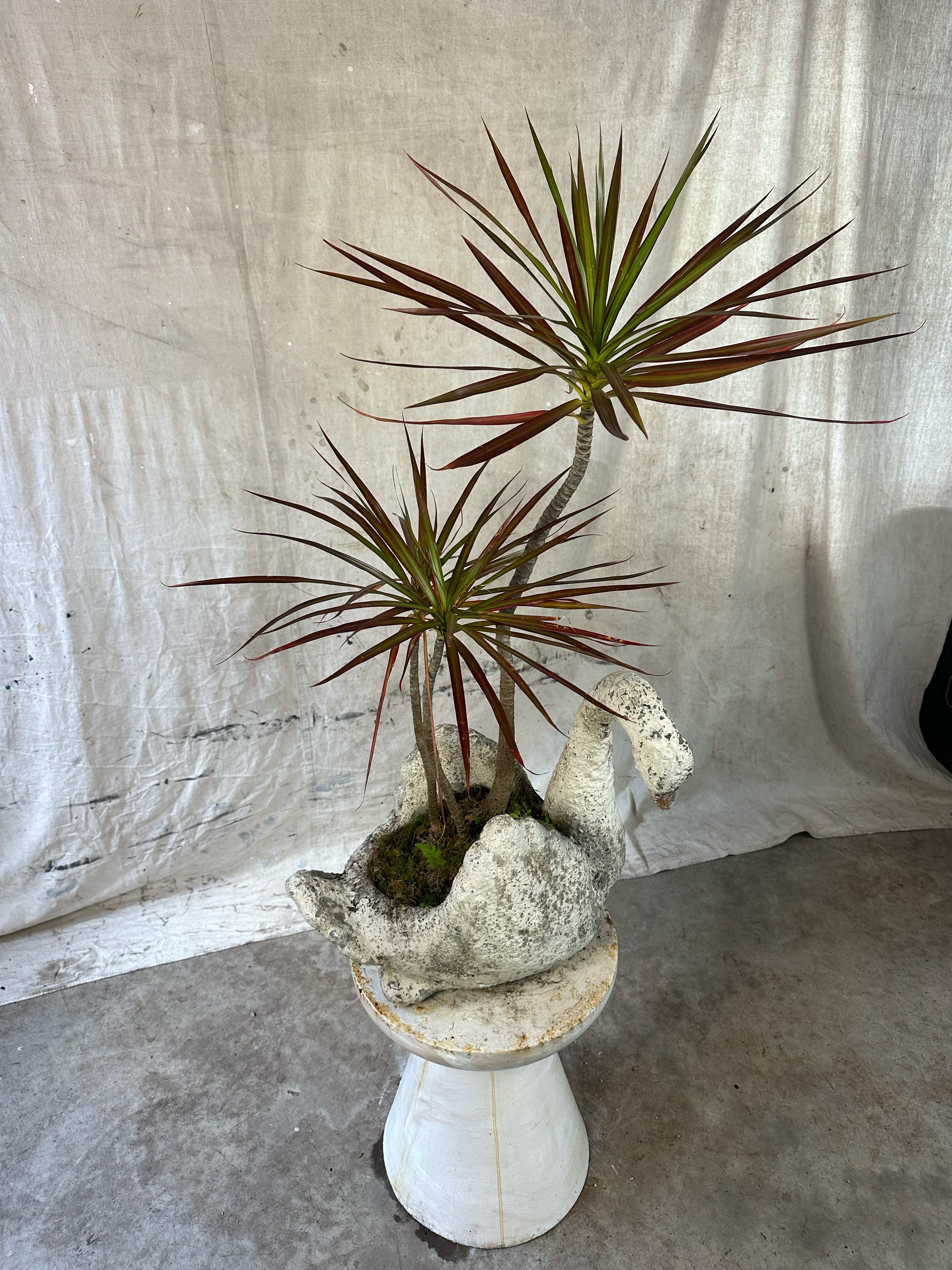 Dragon Tree "Magenta" (Dracaena marginata) / Mid-Century Swan Figural Cast Concrete Planter / Original Weathered Stone Patina