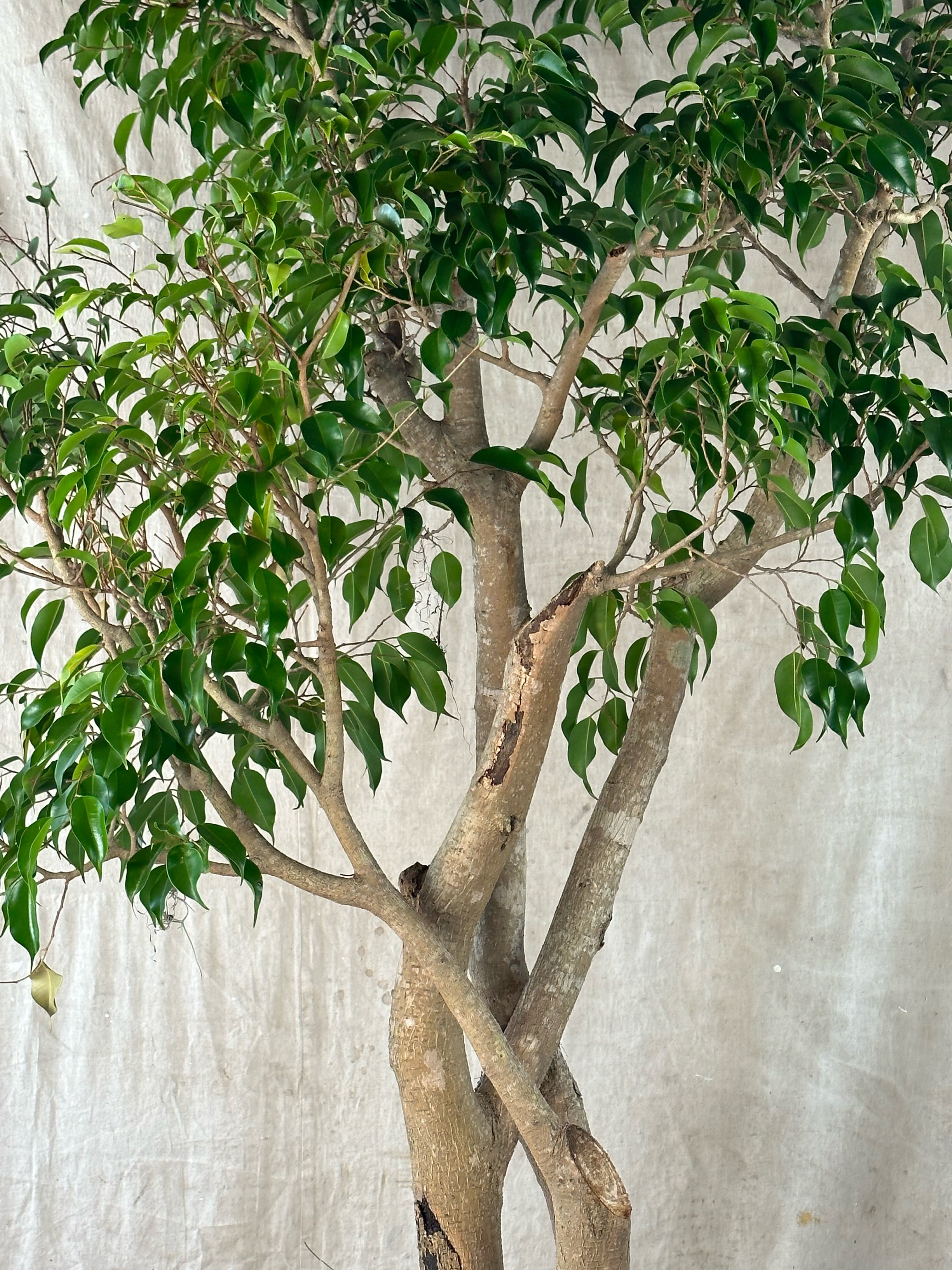 Weeping Fig (Ficus benjamina) / Mid-Century Tapered Cast Concrete Planter / Original Weathered Stone Patina