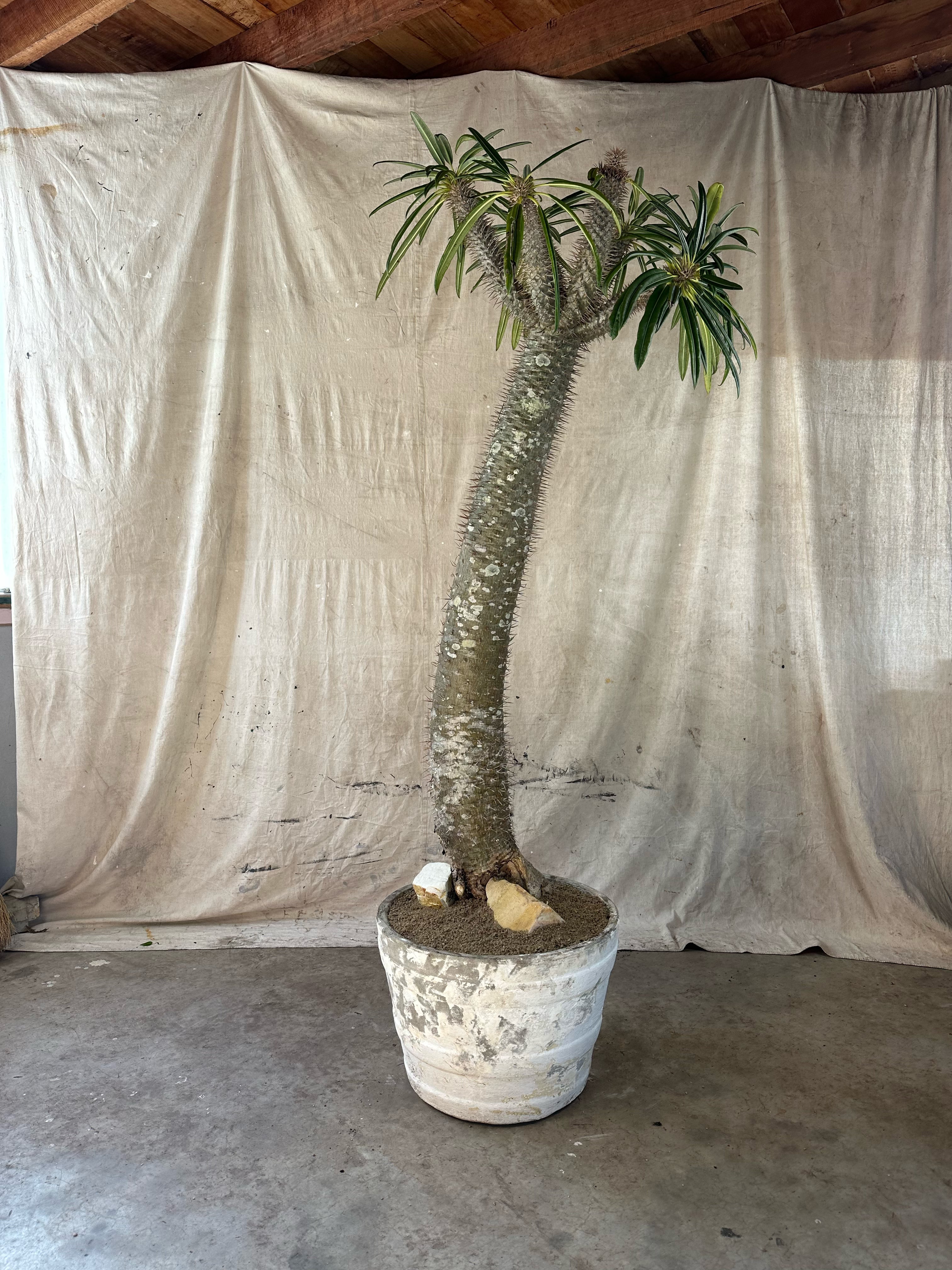 Madagascar Palm (Pachypodium lamerei) / Mid-Century Banded Cast Concrete Planter / Original Weathered White Patina