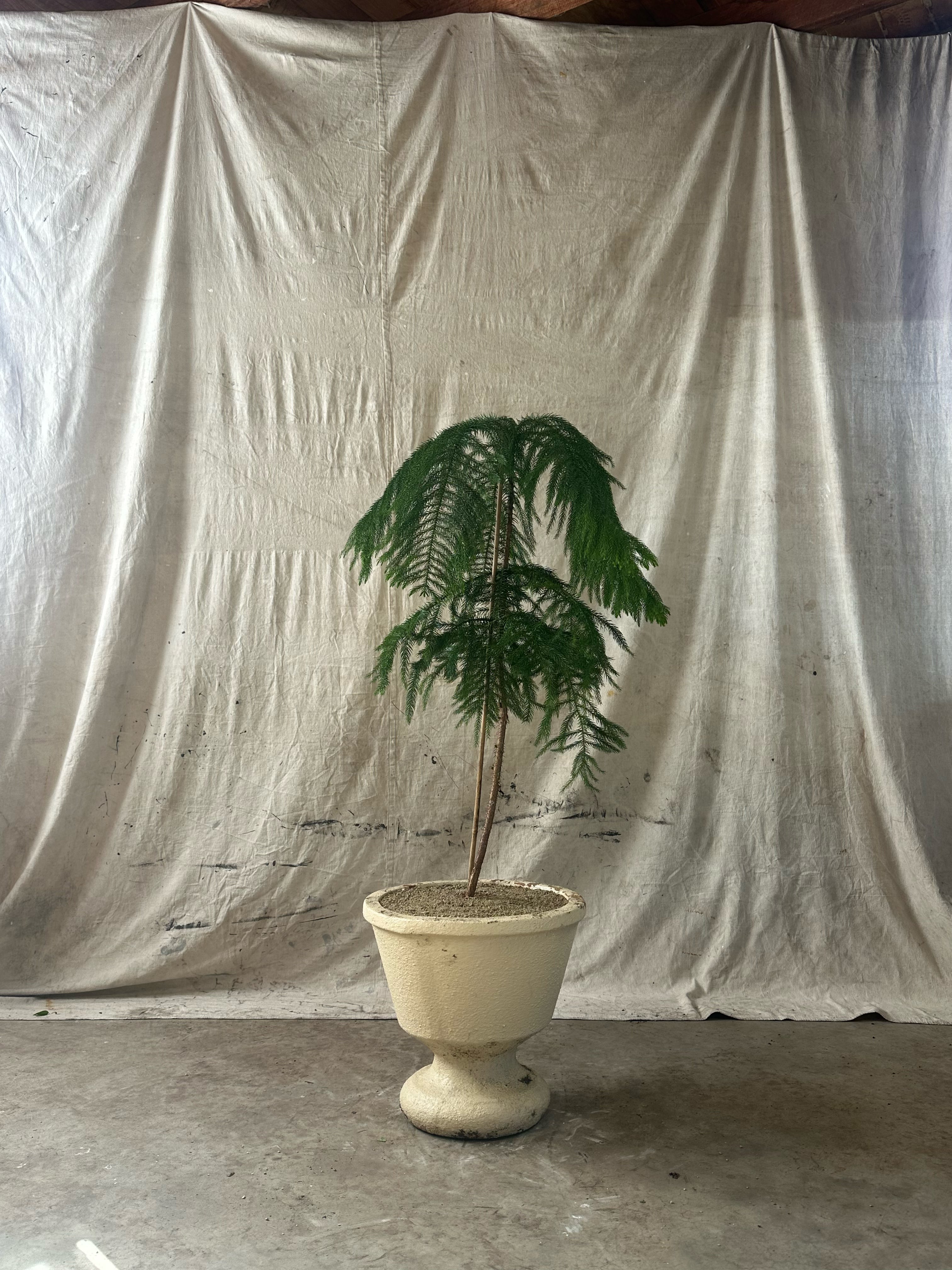 Cook Pine (Araucaria columnaris) / Mid-Century Pedestal Urn Cast Concrete Planter / Original Cream Patina