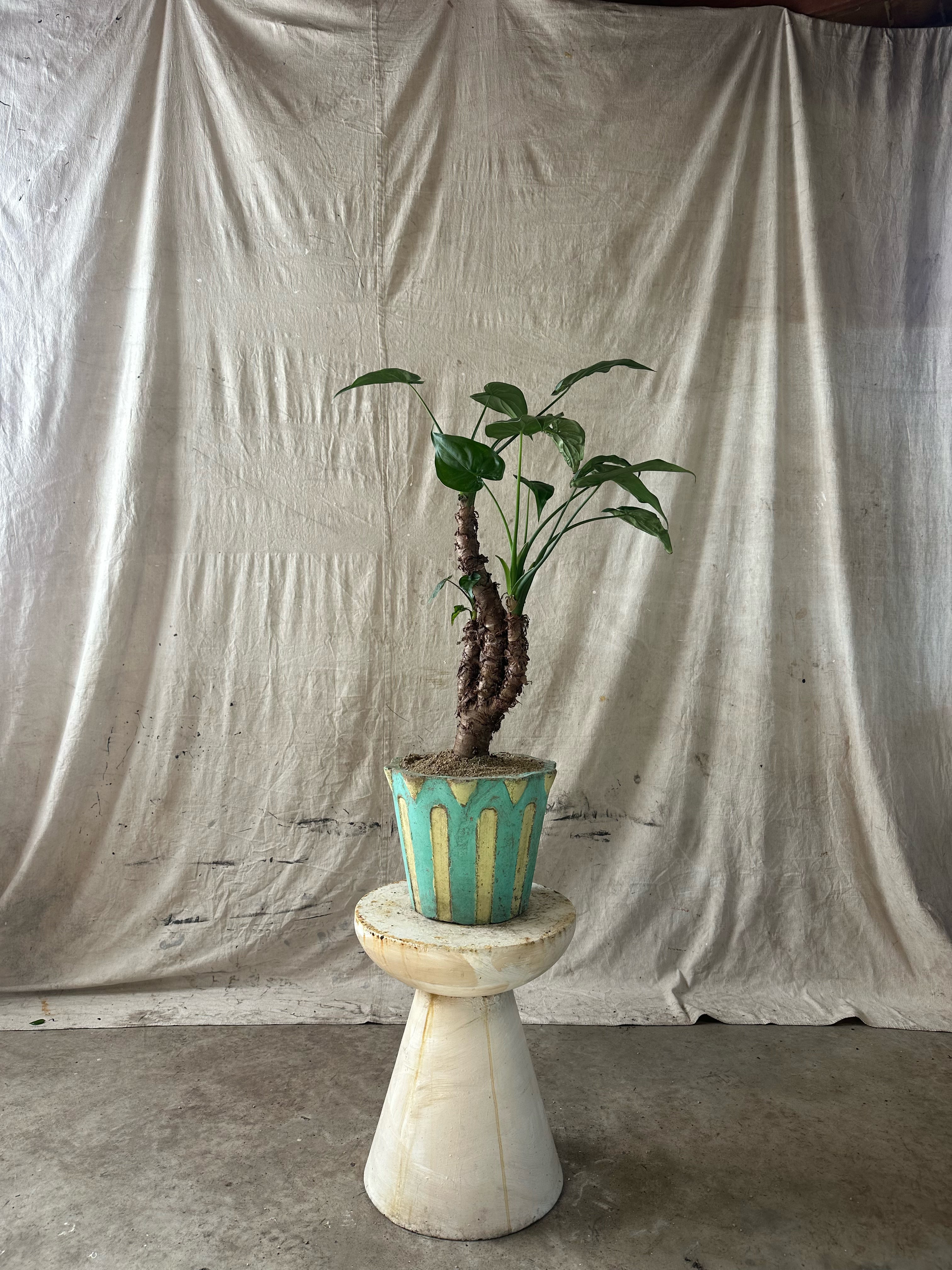 Buddha's hand Alocasia (Alocasia cucullata) / Mid-Century Scalloped Two-Tone Cast Concrete Planter / Original Weathered Turquoise & Yellow Patina