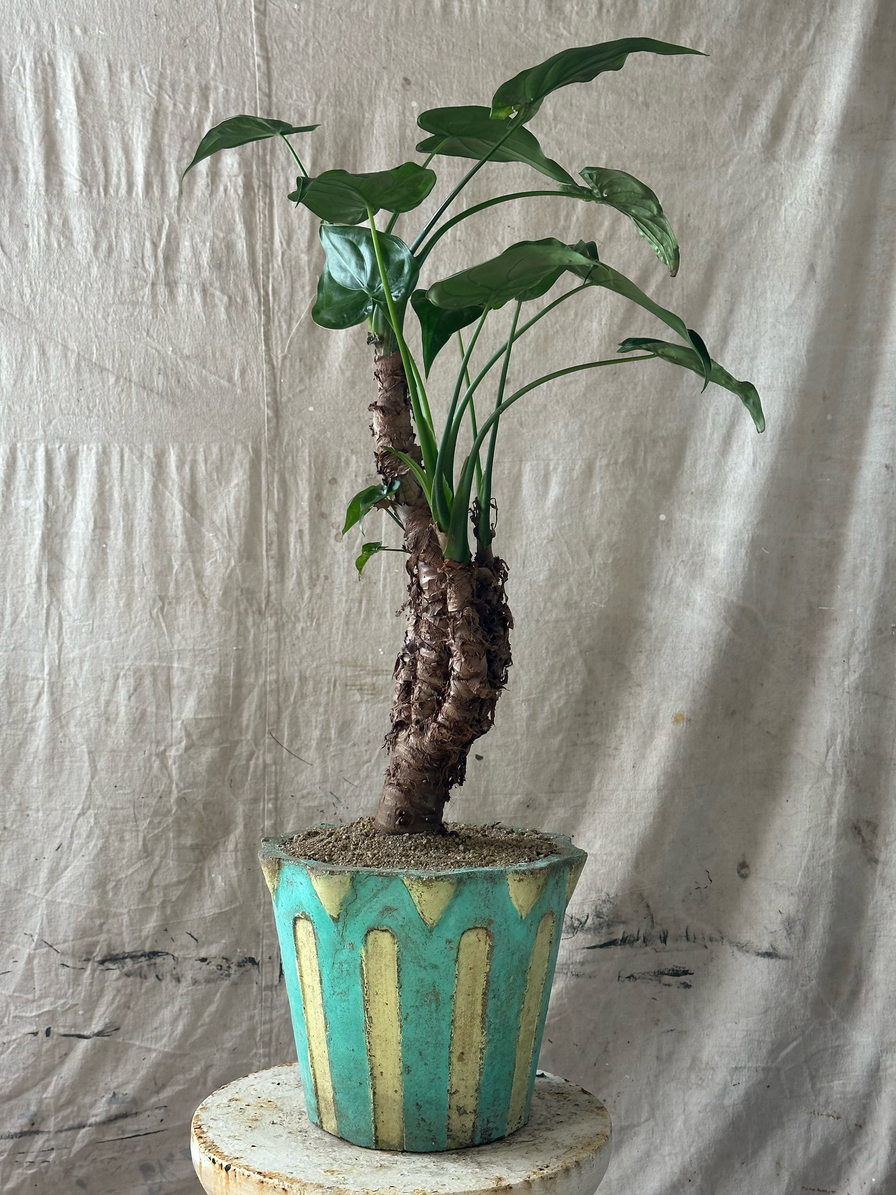 Buddha's hand Alocasia (Alocasia cucullata) / Mid-Century Scalloped Two-Tone Cast Concrete Planter / Original Weathered Turquoise & Yellow Patina