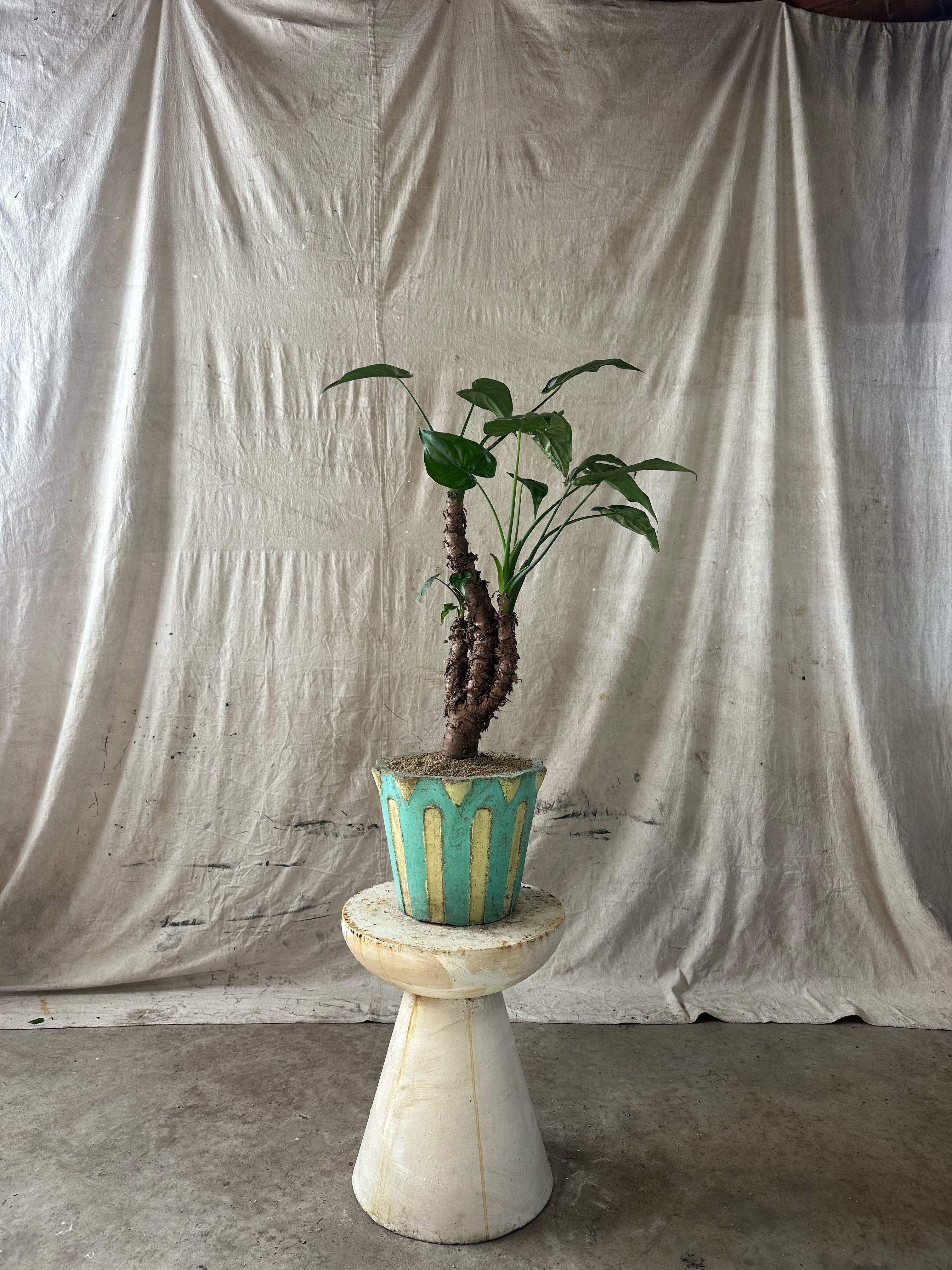 Buddha's hand Alocasia (Alocasia cucullata) / Mid-Century Scalloped Two-Tone Cast Concrete Planter / Original Weathered Turquoise & Yellow Patina