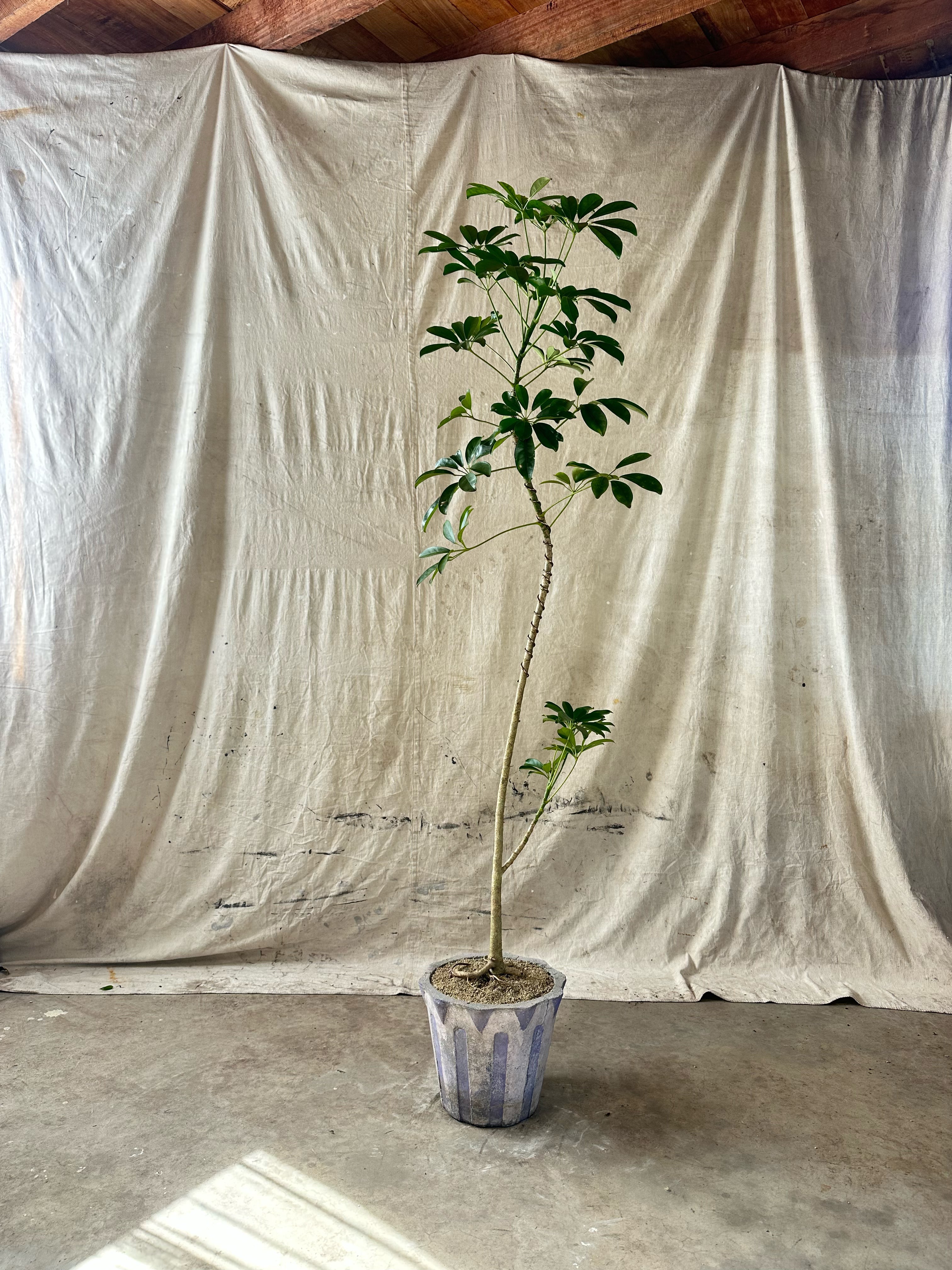 Umbrella Tree (Schefflera arboricola) / Mid-Century Scalloped Striped Cast Concrete Planter / Original Weathered Blue Patina