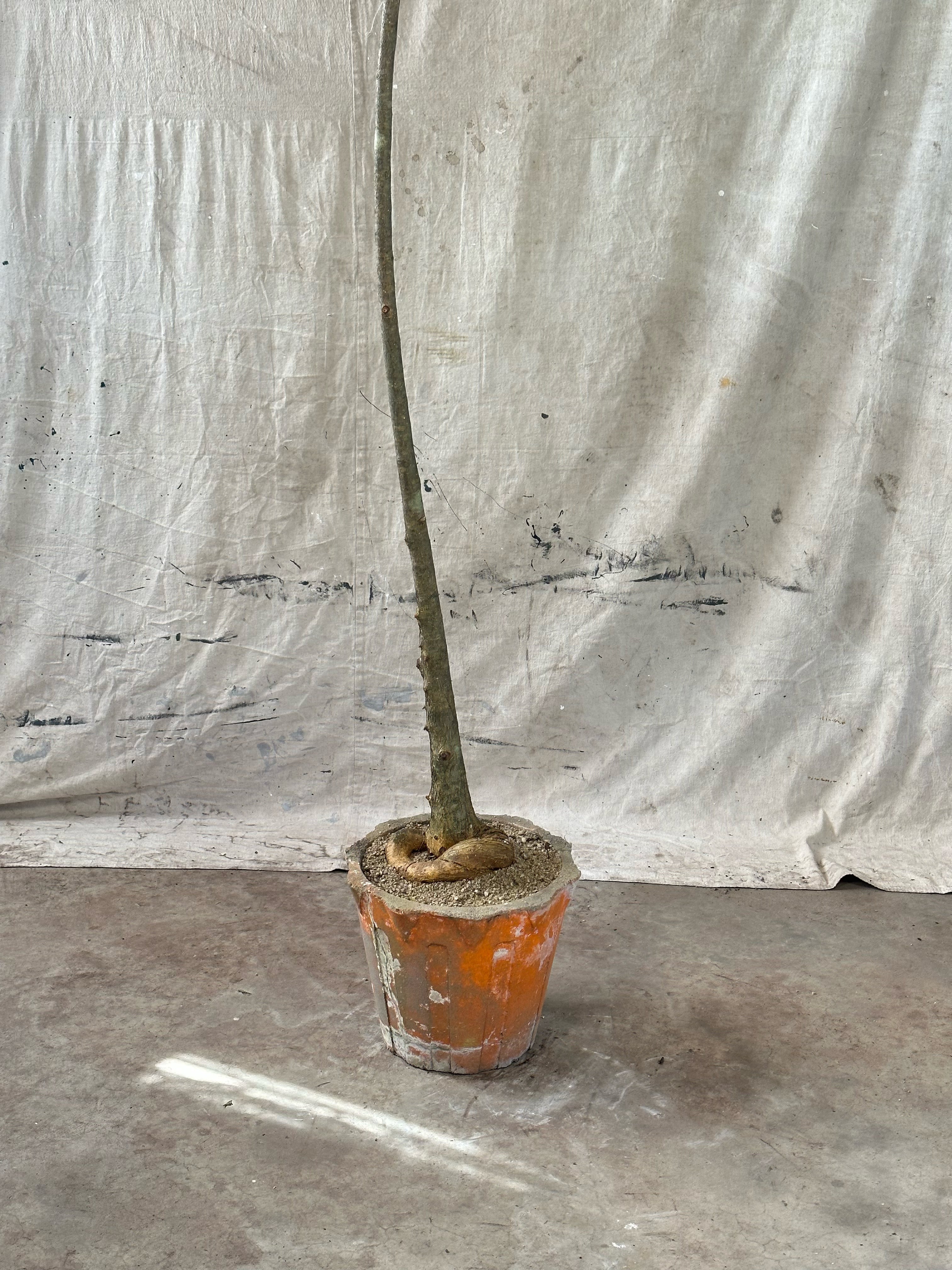 Port Jackson Fig (Ficus rubiginosa) / Mid-Century Tapered Cast Concrete Planter / Original Weathered orange Patina