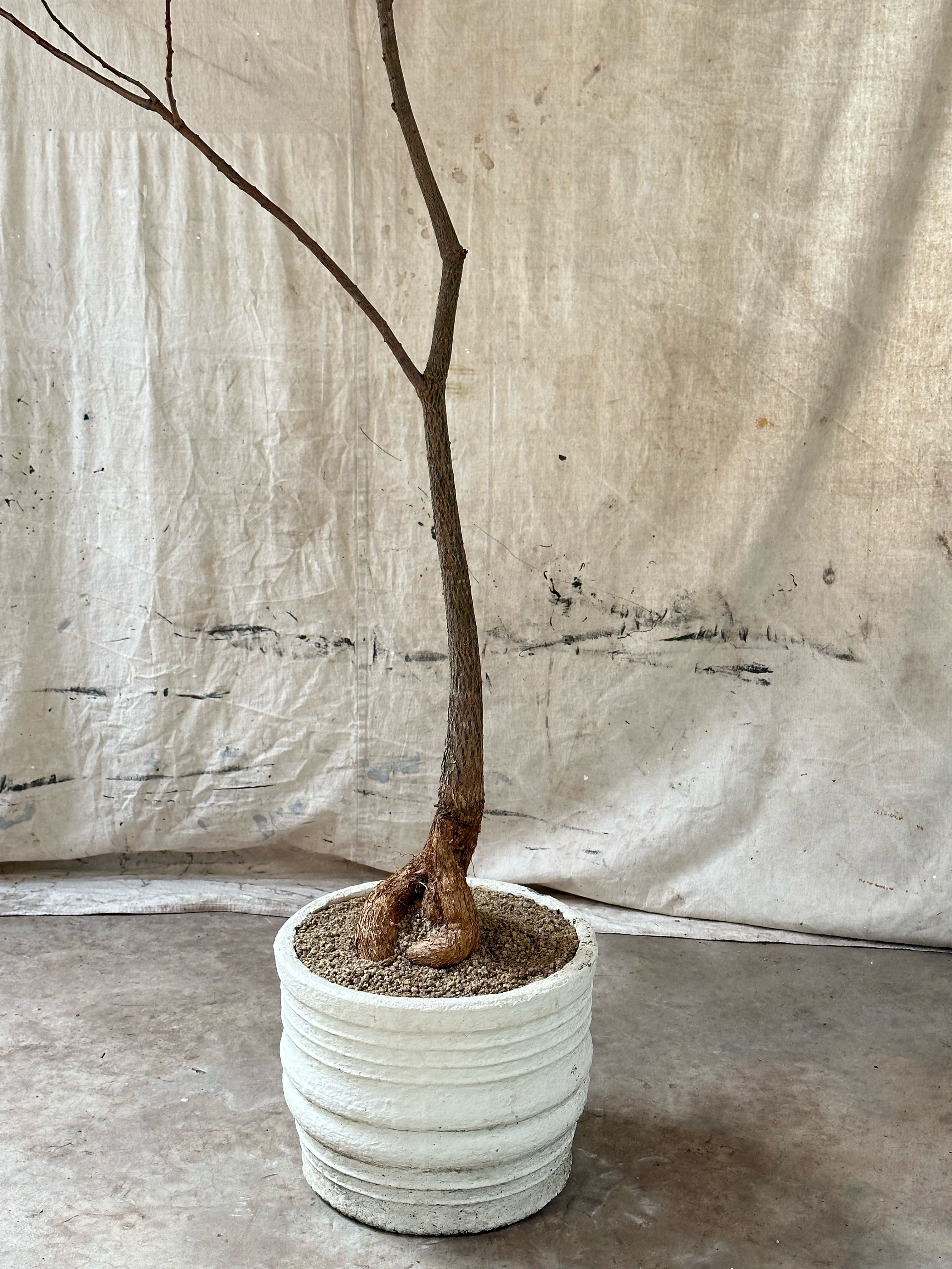 Queensland Bottle Tree (Brachychiton rupestris) / Mid-Century Ribbed Cast Concrete Planter / Painted White Finish