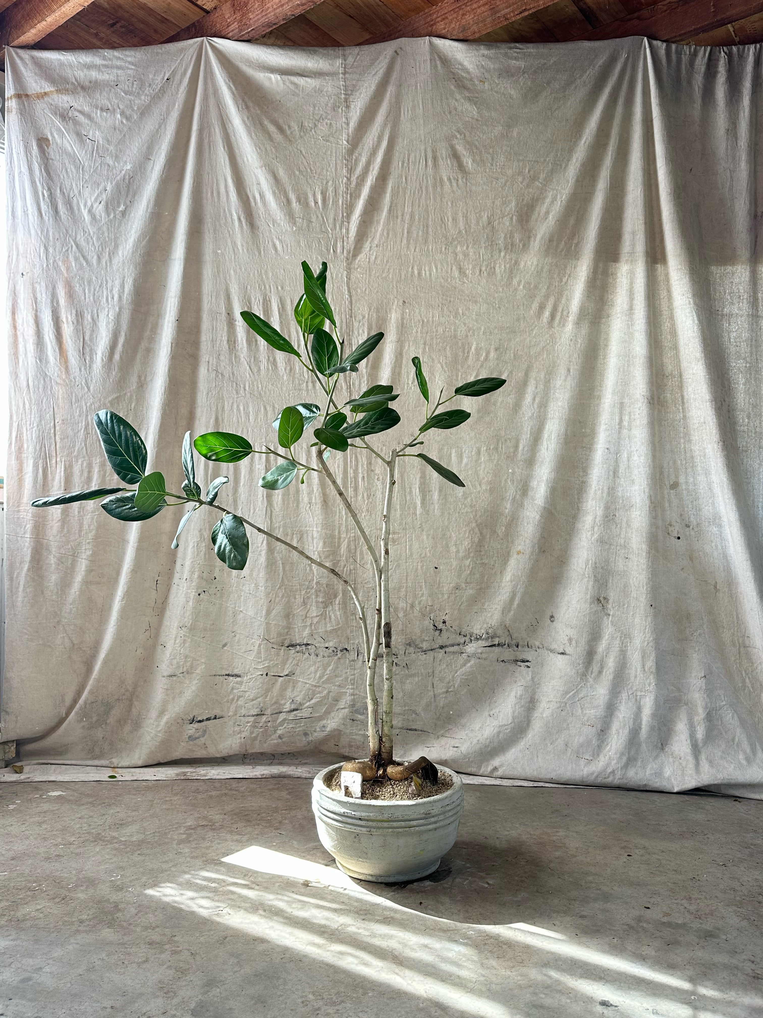 Ficus Audrey (Ficus benghalensis) / Mid-Century Ribbed Cast Concrete Bowl Planter / Original Weathered White Patina