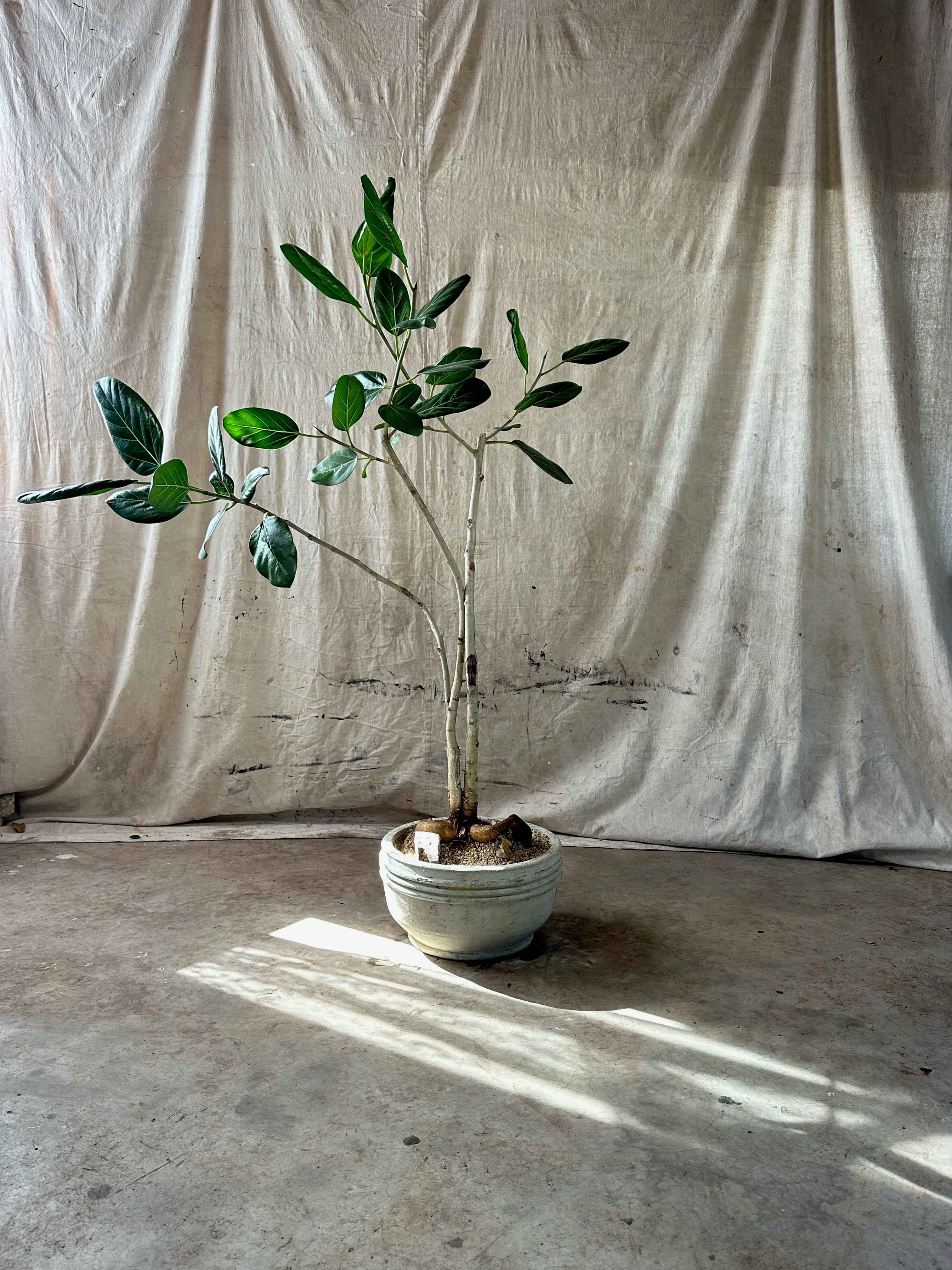 Ficus Audrey (Ficus benghalensis) / Mid-Century Ribbed Cast Concrete Bowl Planter / Original Weathered White Patina