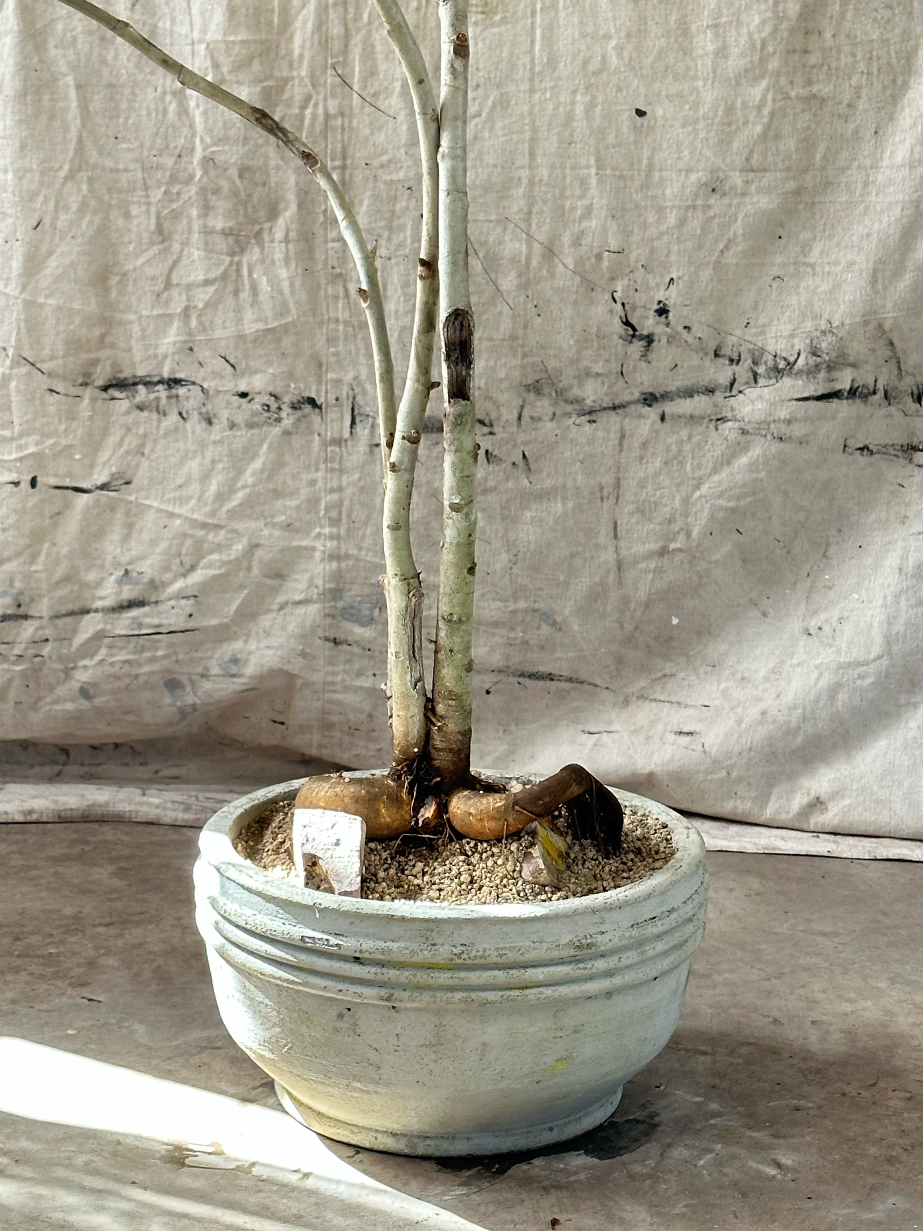 Ficus Audrey (Ficus benghalensis) / Mid-Century Ribbed Cast Concrete Bowl Planter / Original Weathered White Patina