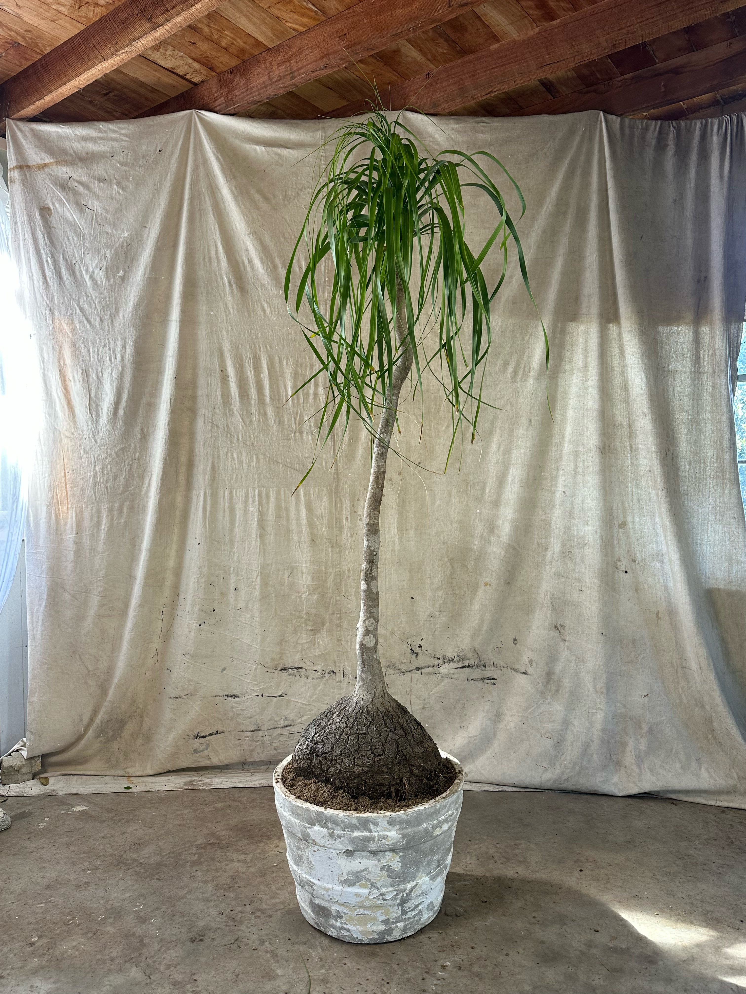 Ponytail Palm (Beaucarnea recurvata) / Mid-Century Banded Cast Concrete Planter / Original Heavily Weathered White Patina