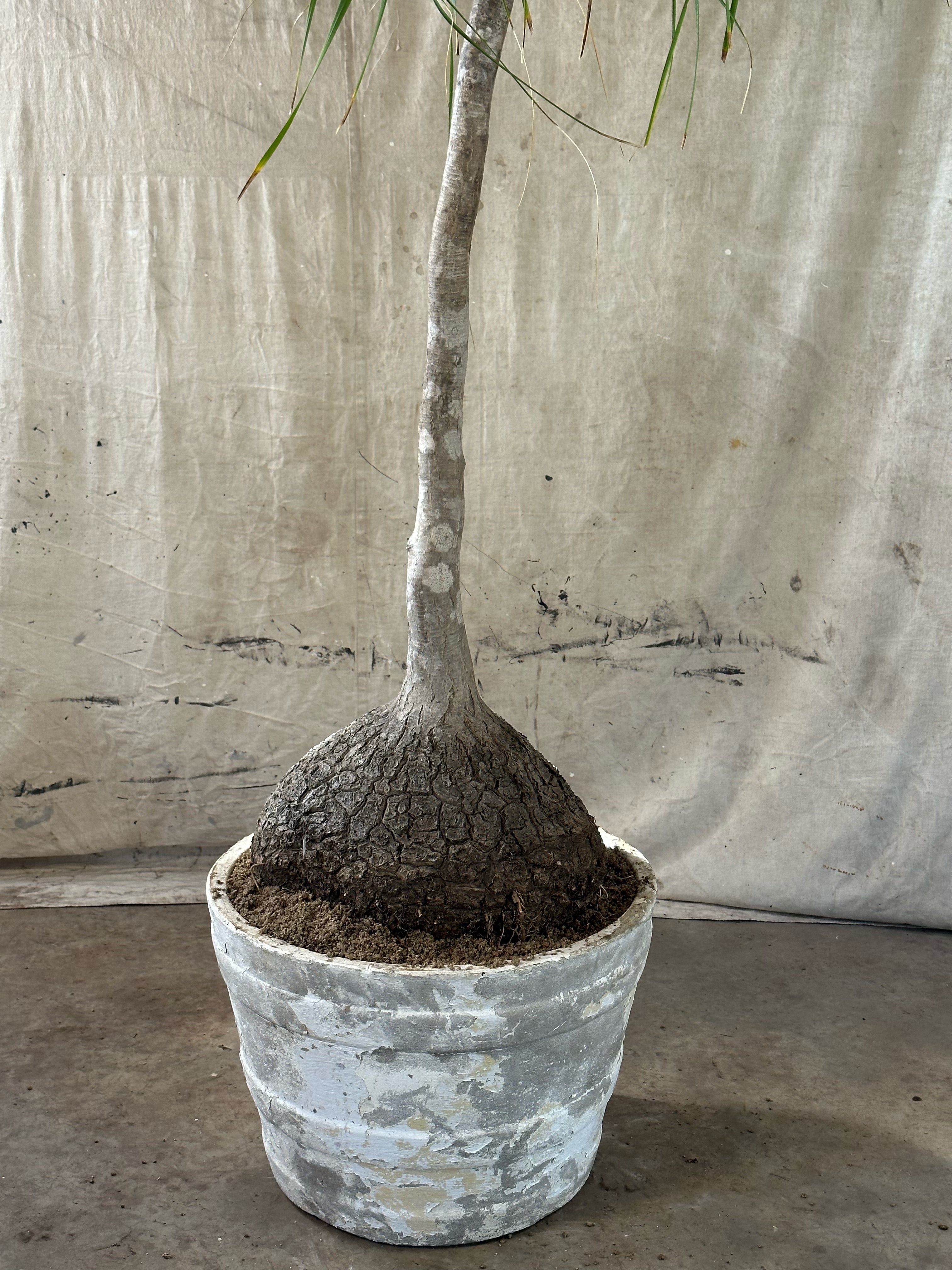 Ponytail Palm (Beaucarnea recurvata) / Mid-Century Banded Cast Concrete Planter / Original Heavily Weathered White Patina