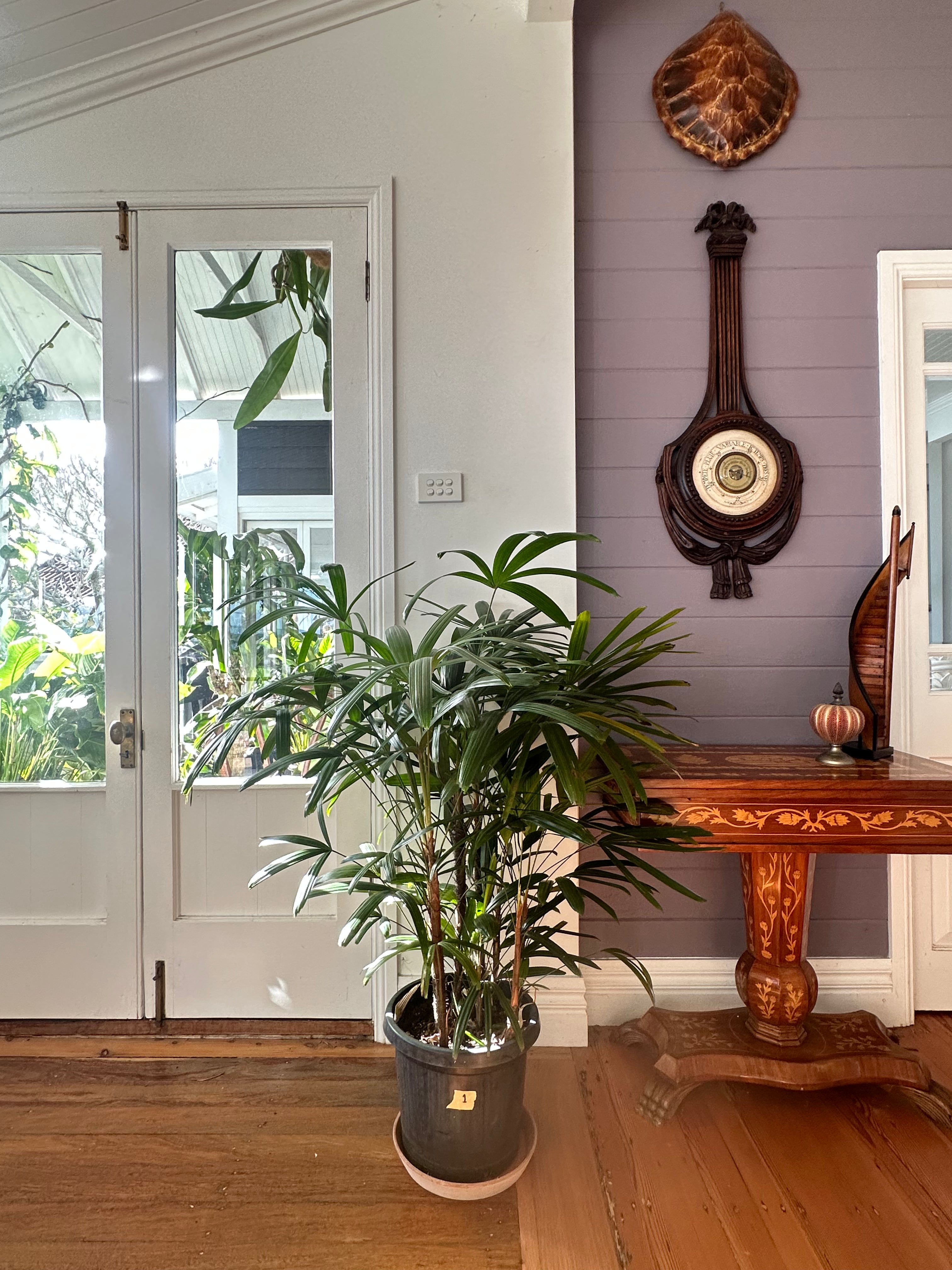 Lady Palm / Rhapis excelsa / Ø30cm / 1.2m h / "1'